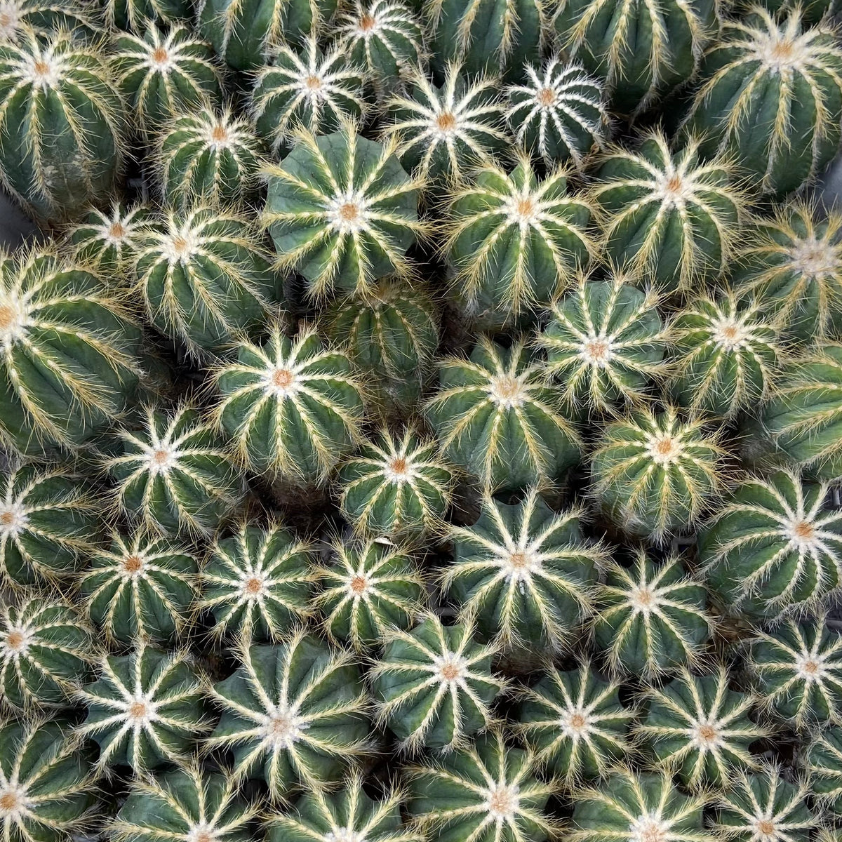 Parodia cactus with golden spines — flowering cacti at The Cactus Workshop