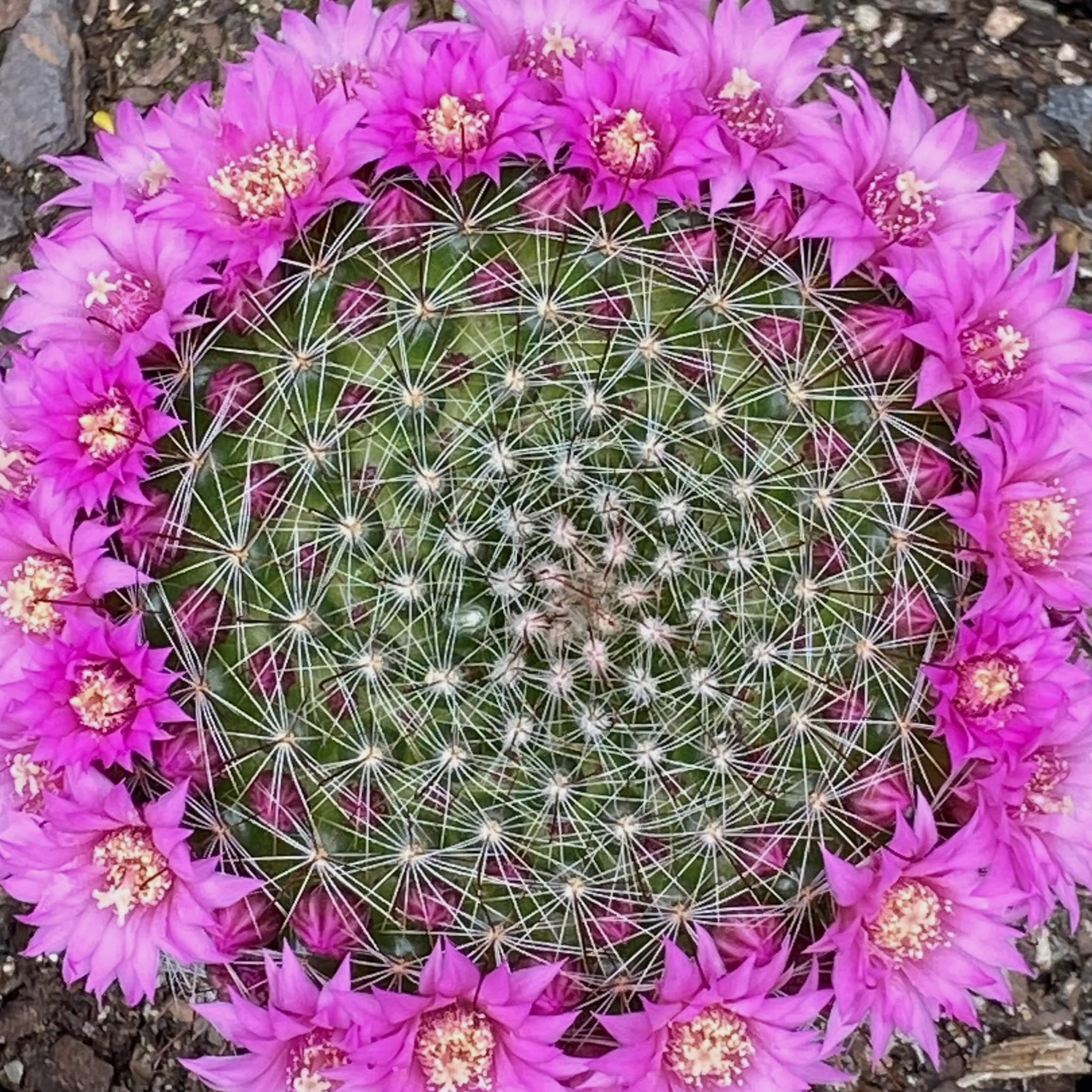 Mammillaria