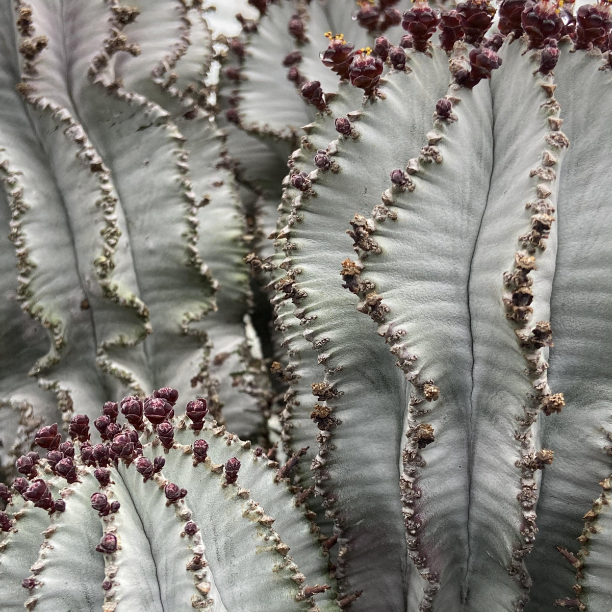Euphorbia with geometric ribbed form — The Cactus Workshop