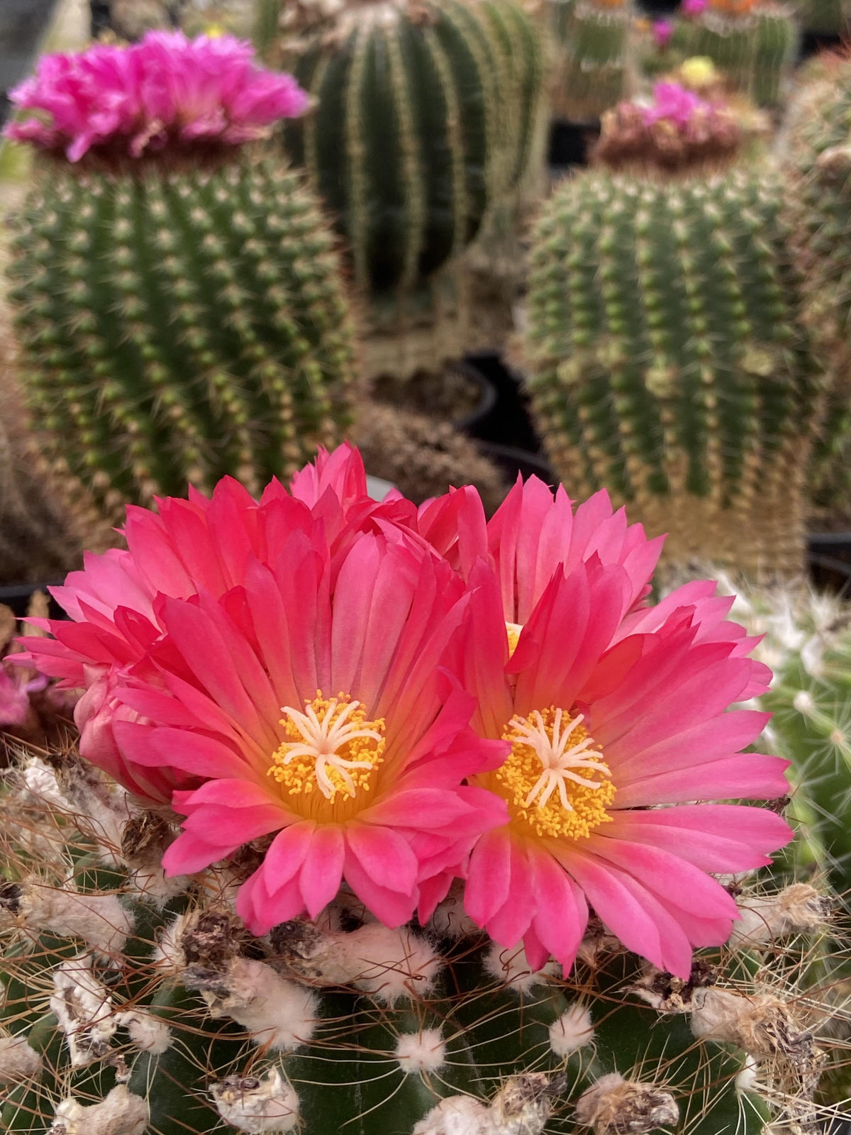 Mammillaria cactus cluster with fine white spines — The Cactus Workshop