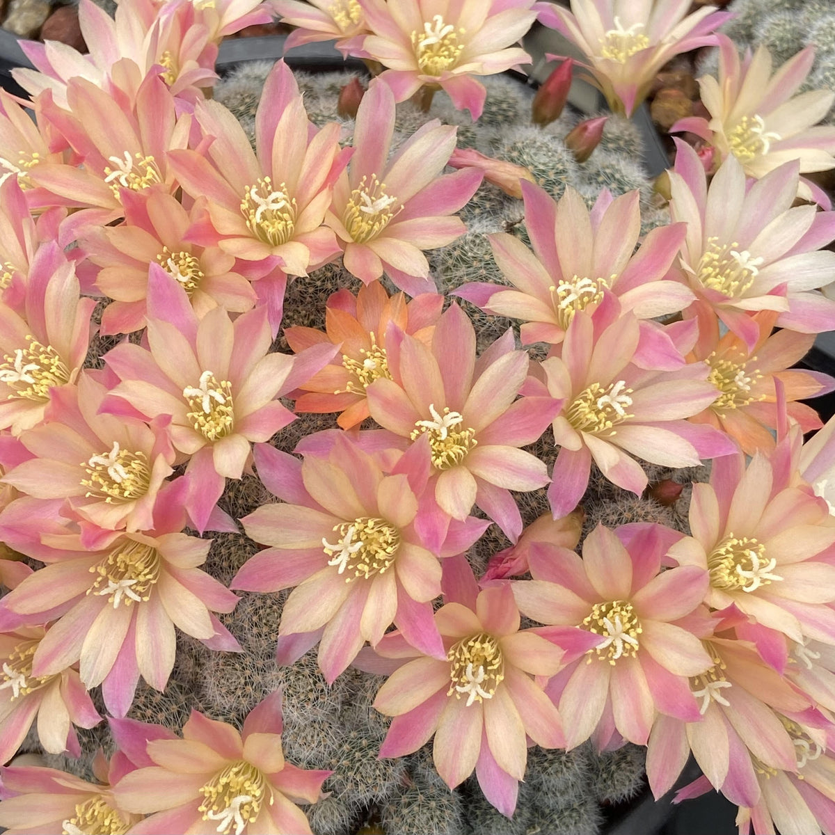 Rebutia cactus cluster in terracotta pot — small flowering cacti at The Cactus Workshop