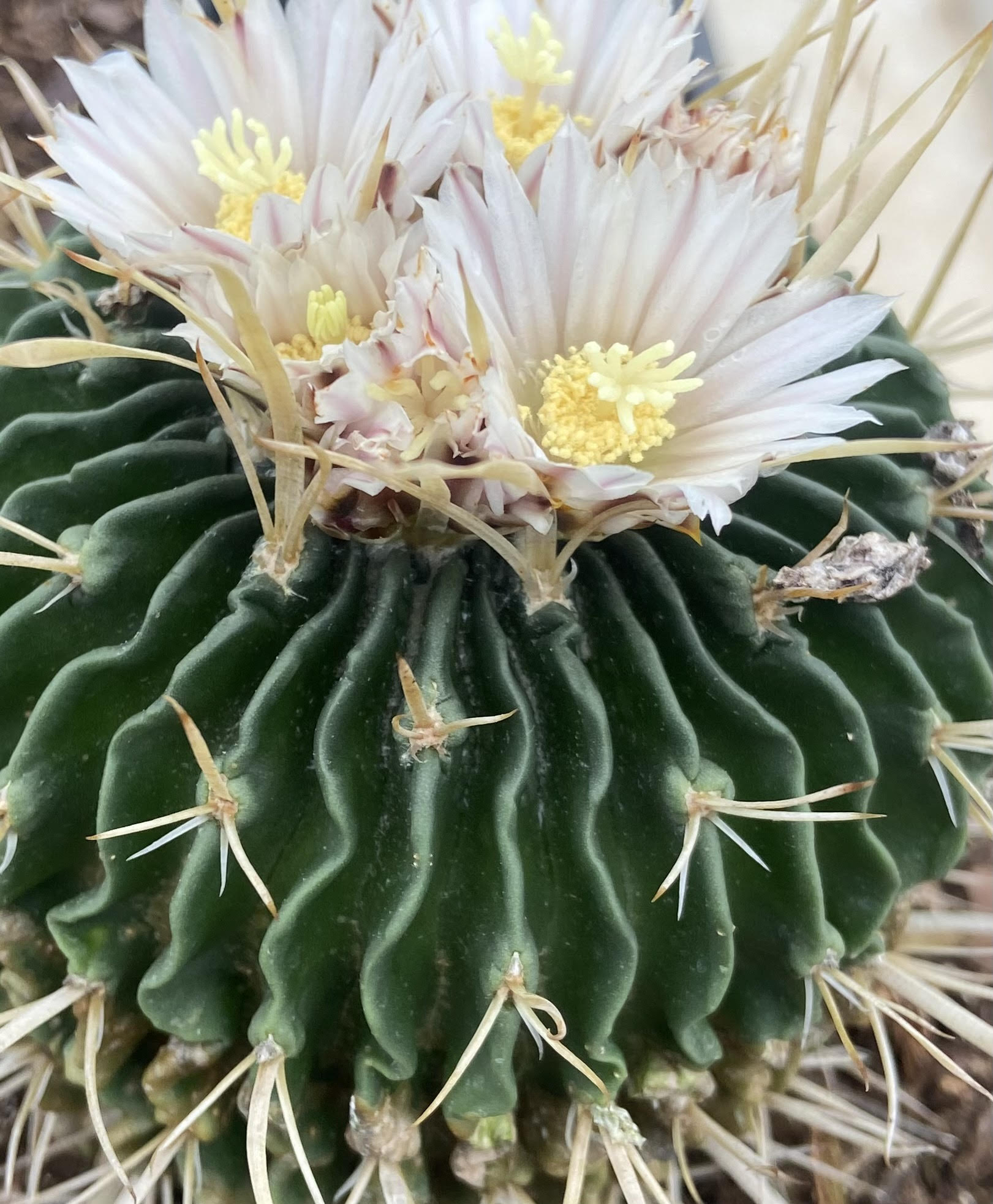 Rare Succulent & Cacti