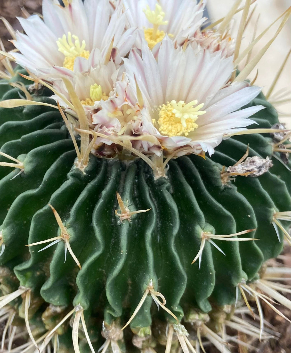 Rare succulent in terracotta pot — collector plants at The Cactus Workshop