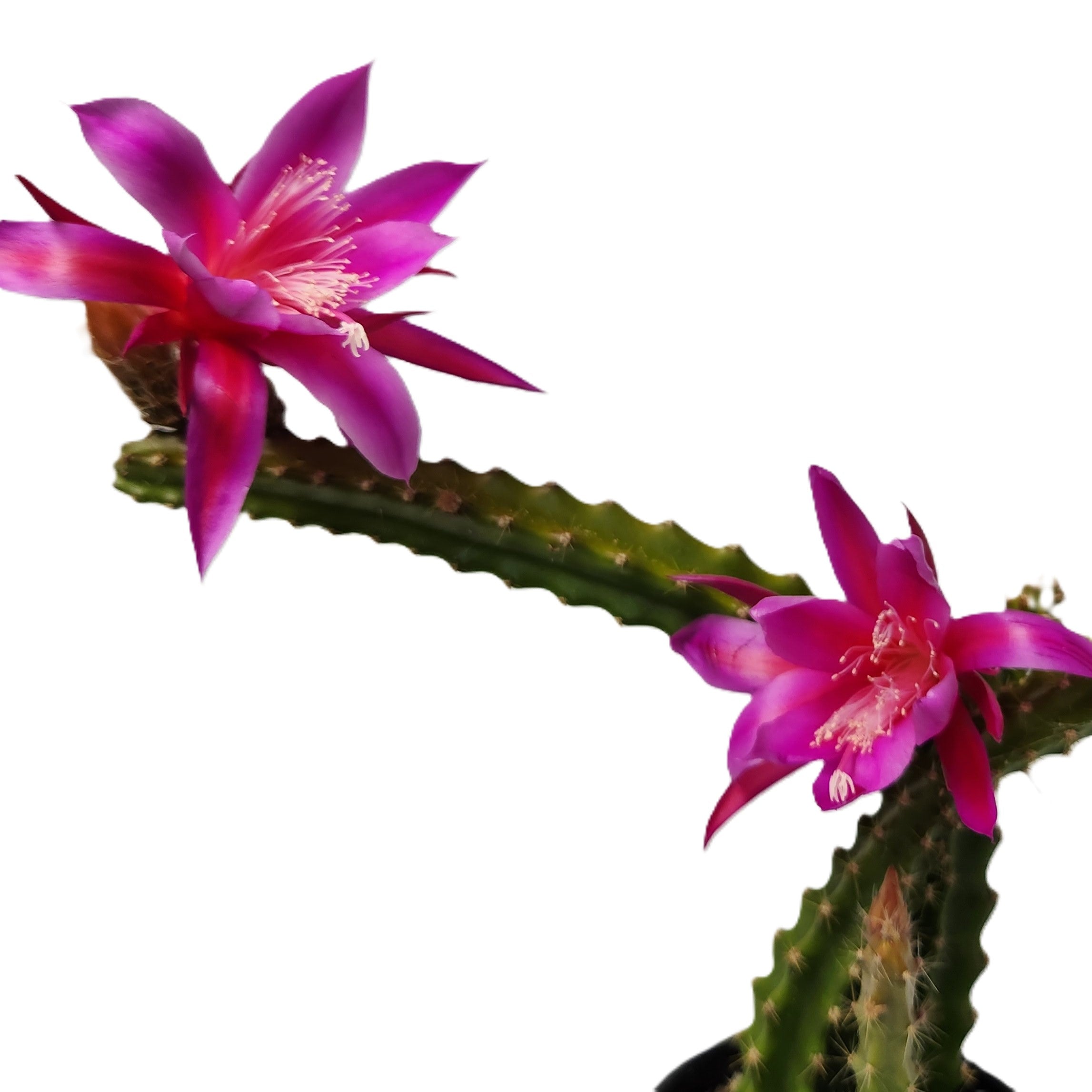 X APOROPHYLLUM "TEMPLE GLOW"