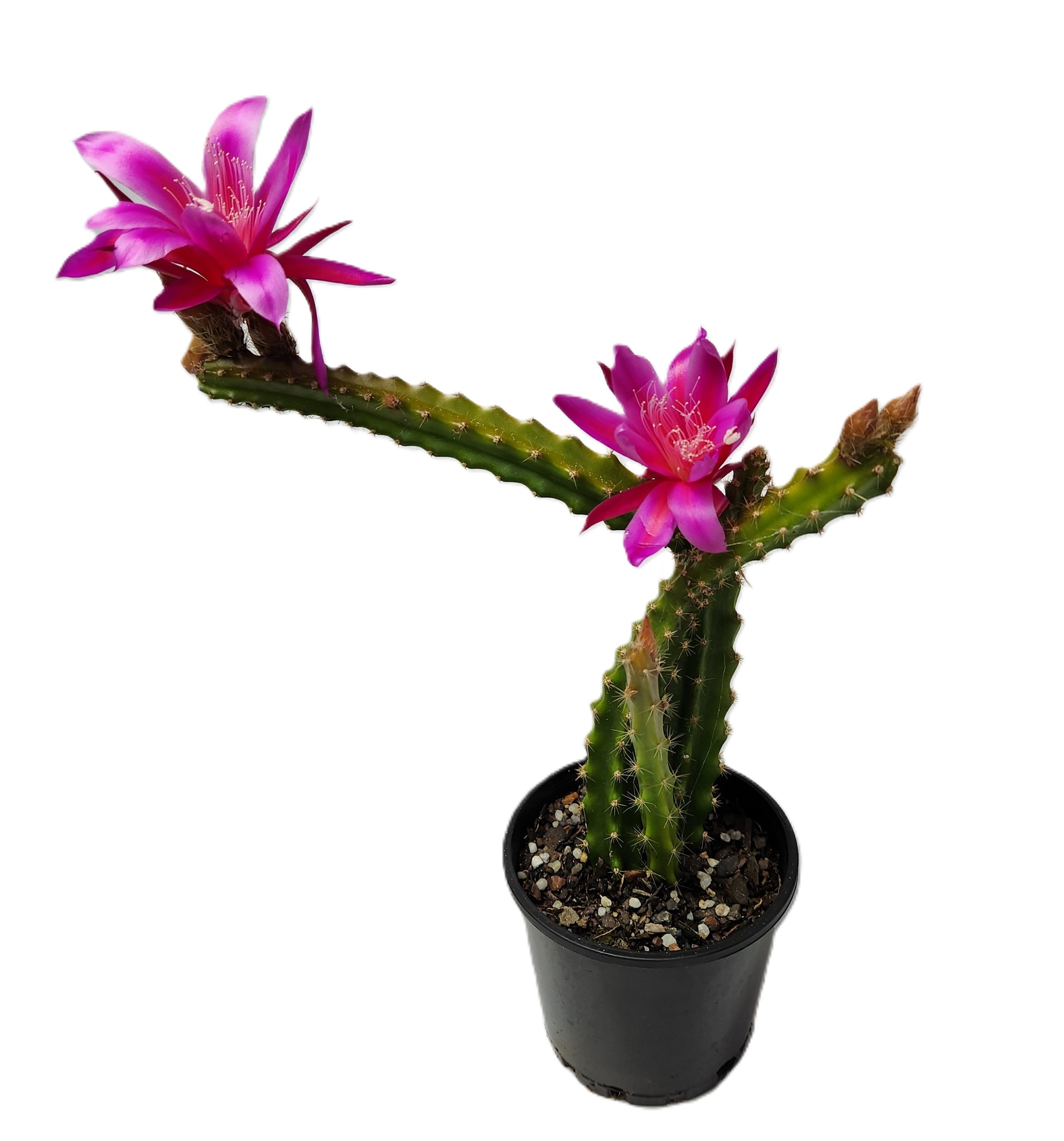 X APOROPHYLLUM "TEMPLE GLOW"