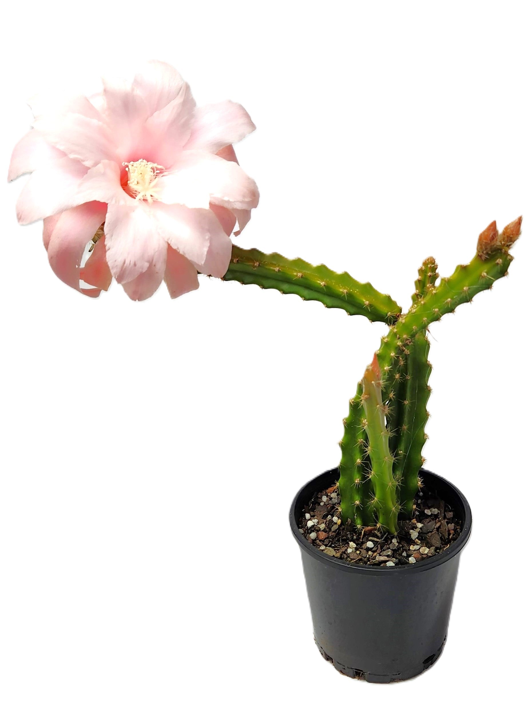 X APOROPHYLLUM "DAWN"