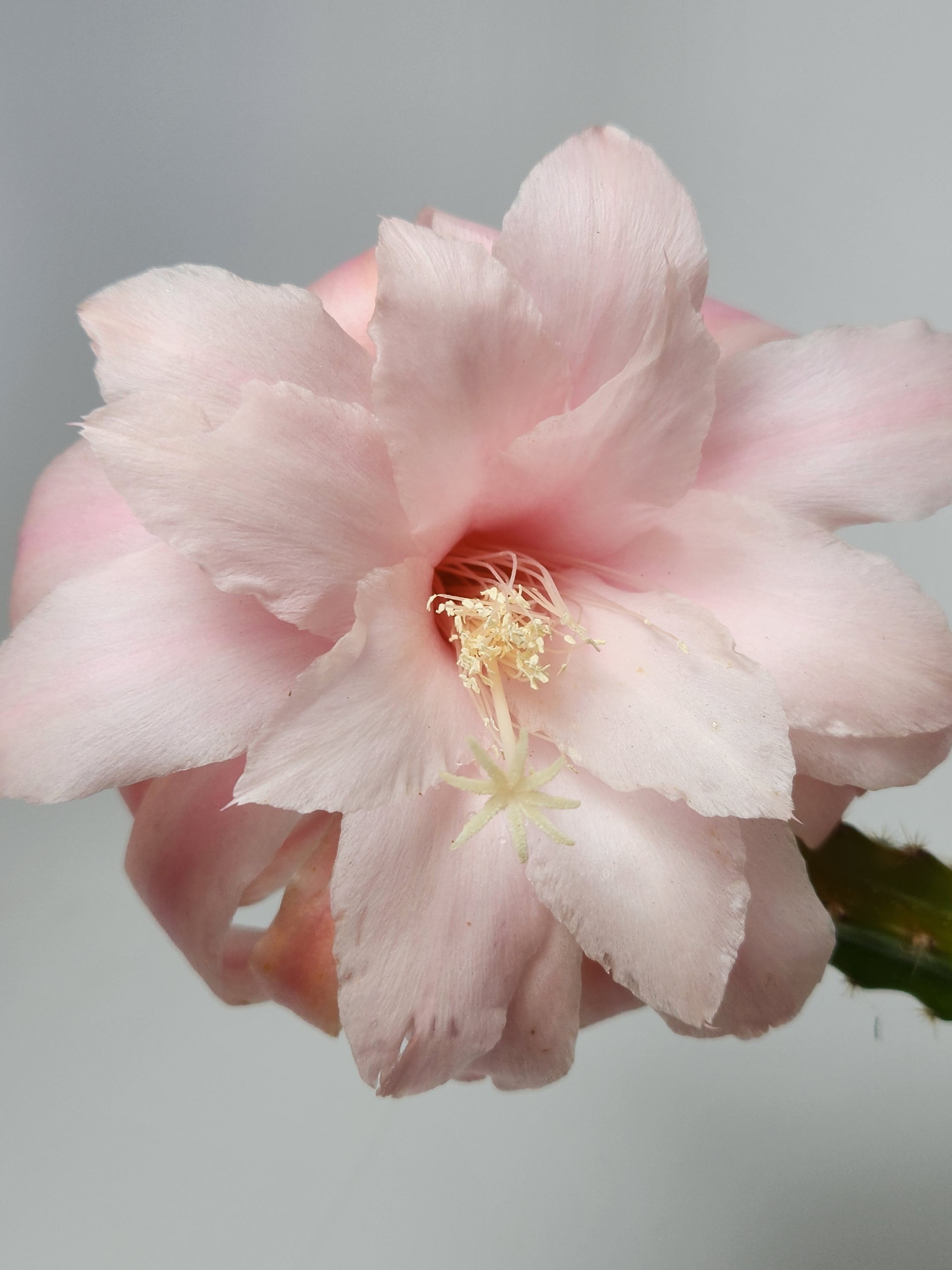 X APOROPHYLLUM "DAWN"