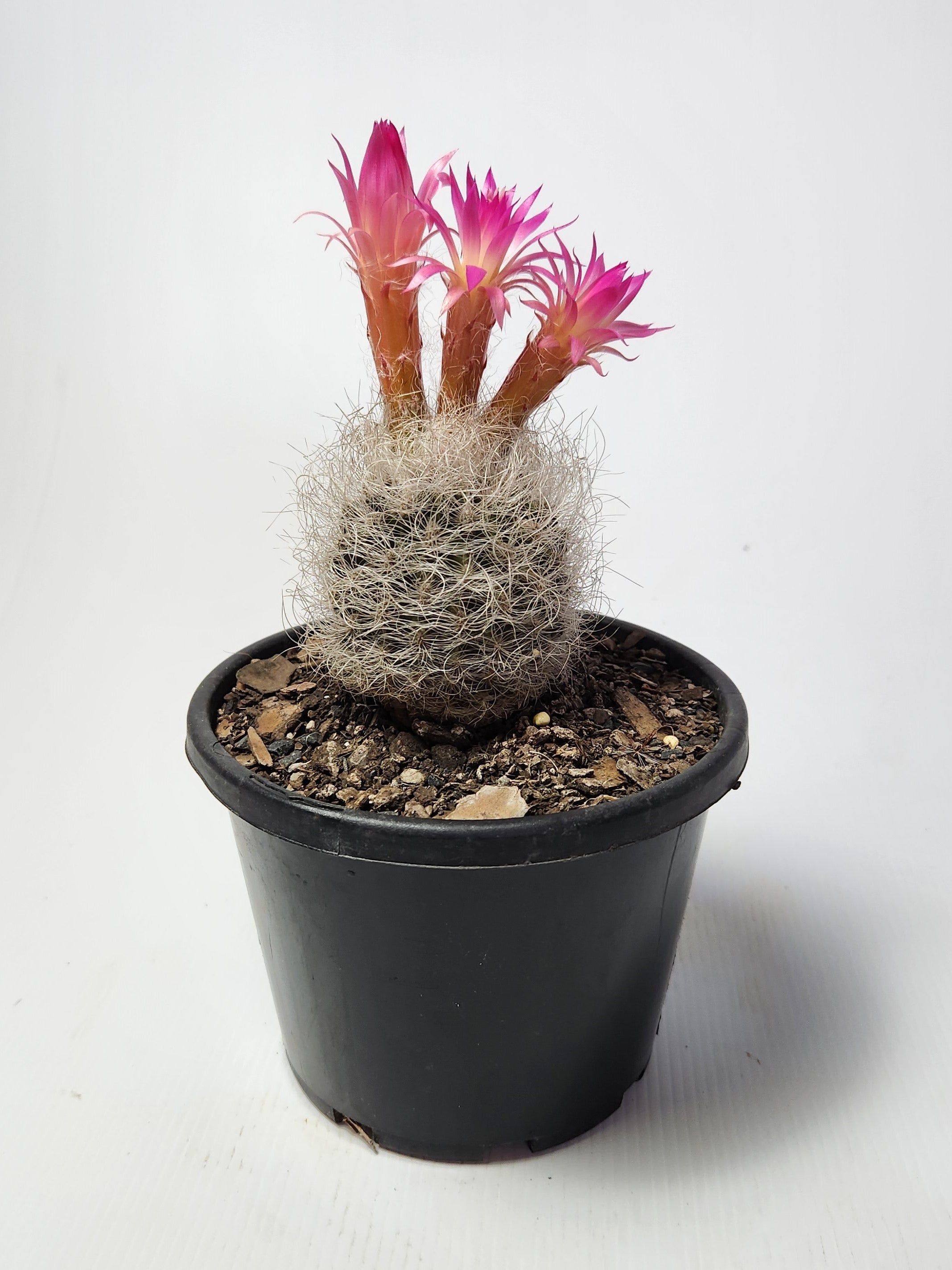 NEOPORTERIA NIDUS F. SENILIS