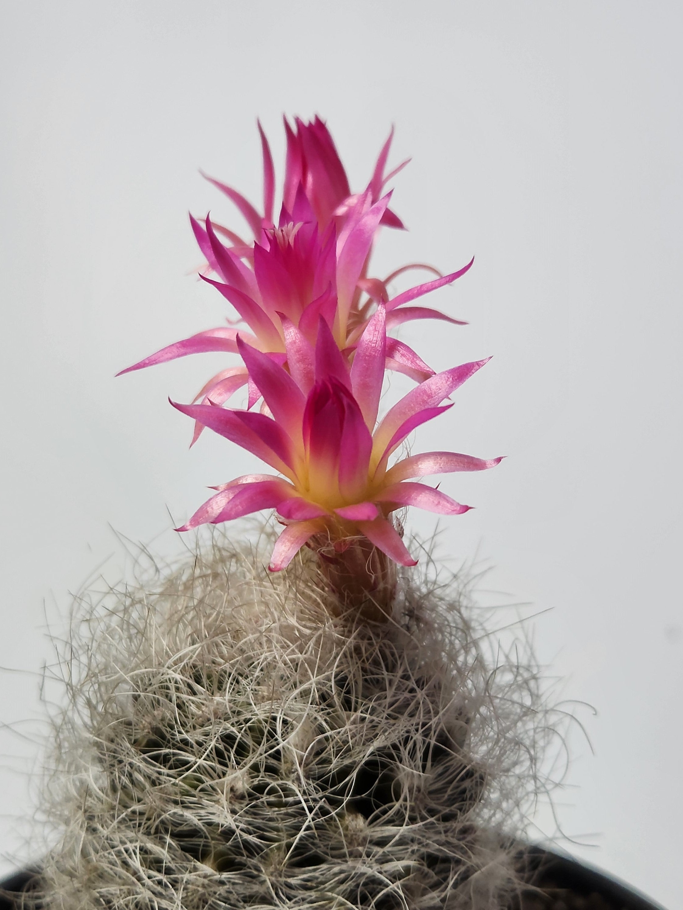 NEOPORTERIA NIDUS F. SENILIS