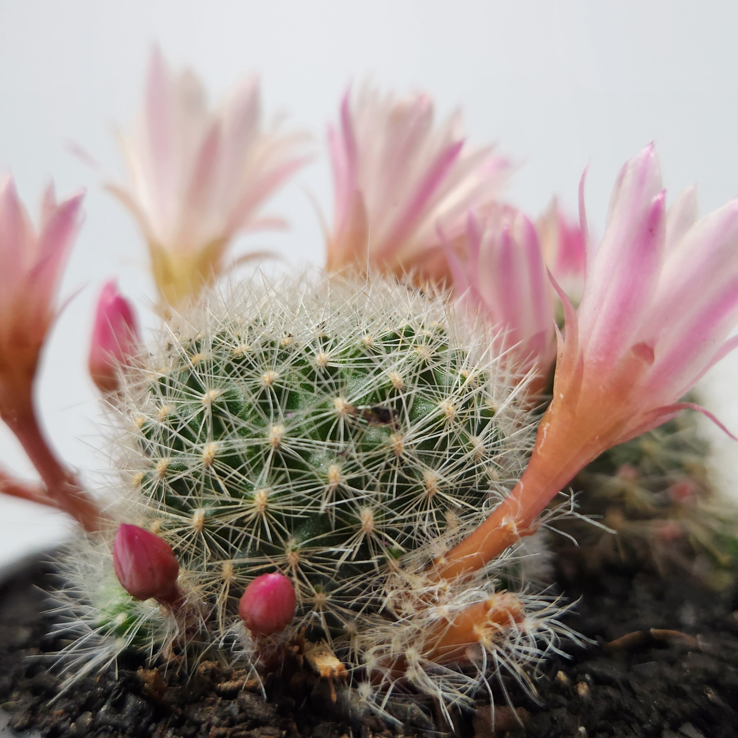 REBUTIA PULVINOSA SSP. ALBIFLORA