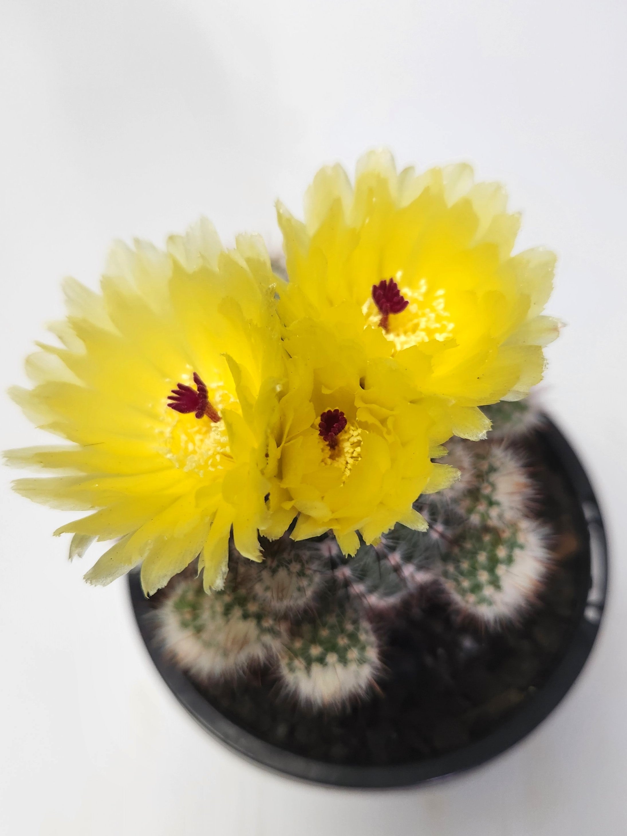 PARODIA SCOPA F. SPLENDENS