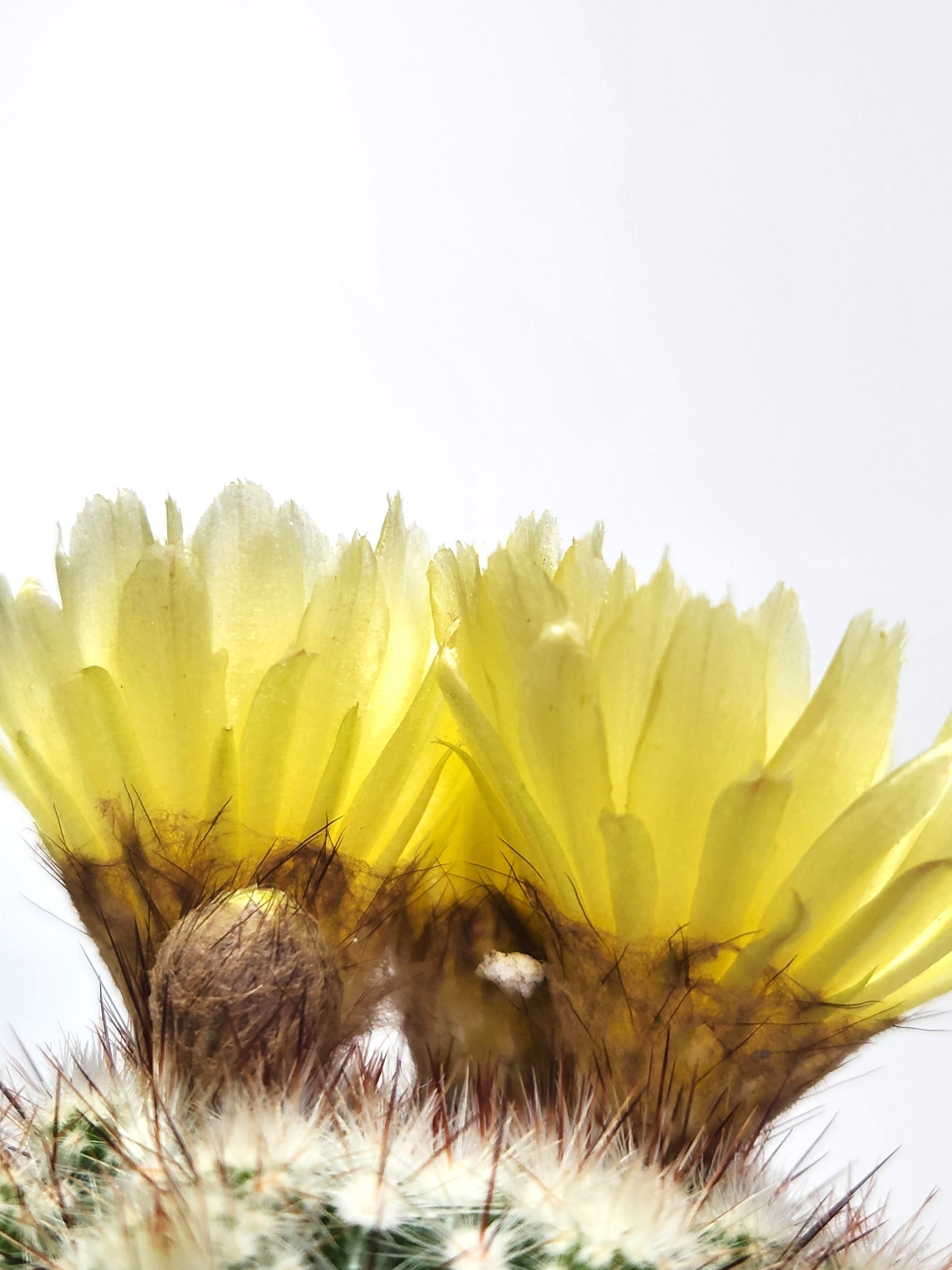 PARODIA SCOPA F. SPLENDENS