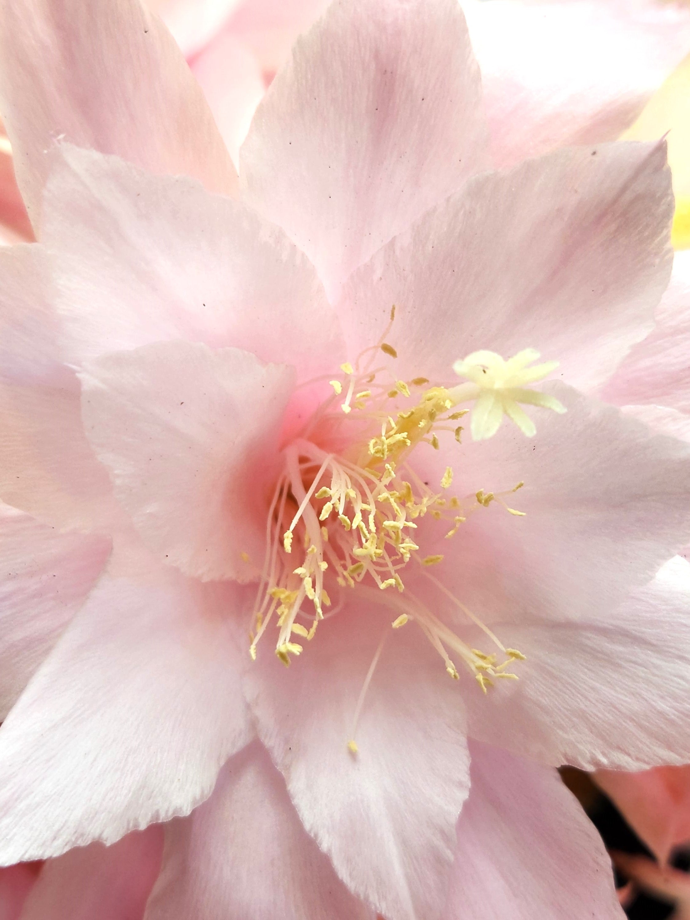 X APOROPHYLLUM "DAWN"