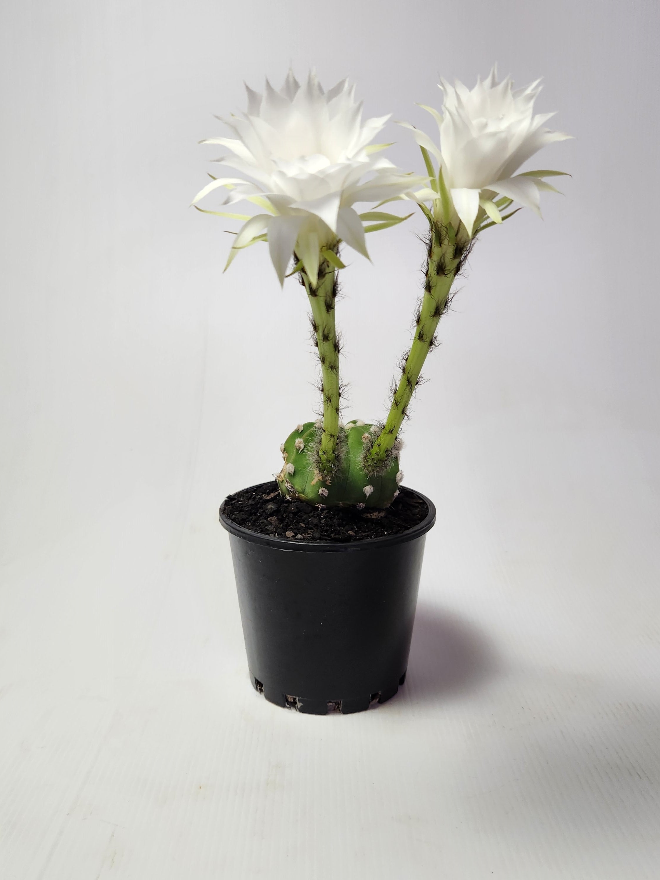 ECHINOPSIS SUBDENUDATA