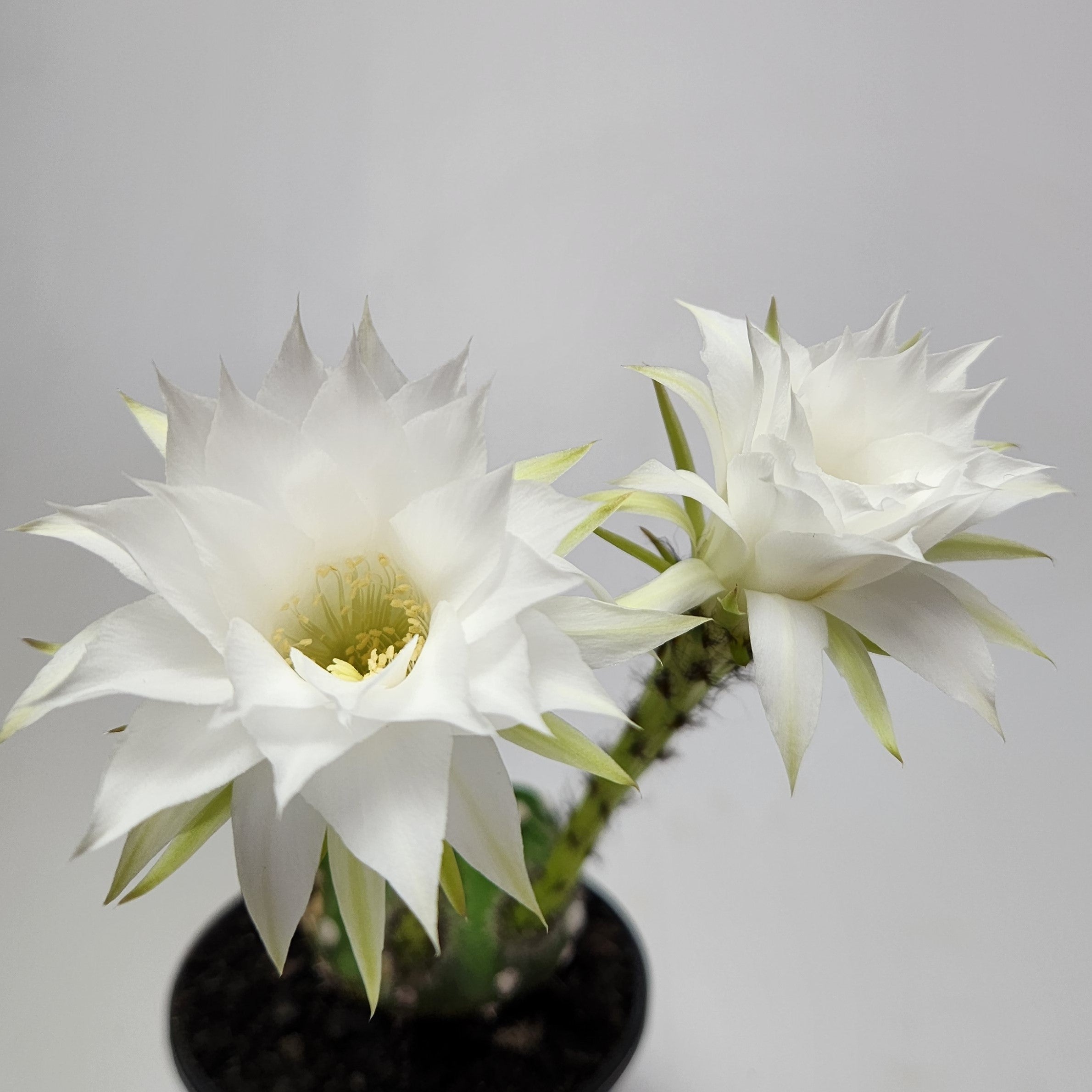 ECHINOPSIS SUBDENUDATA