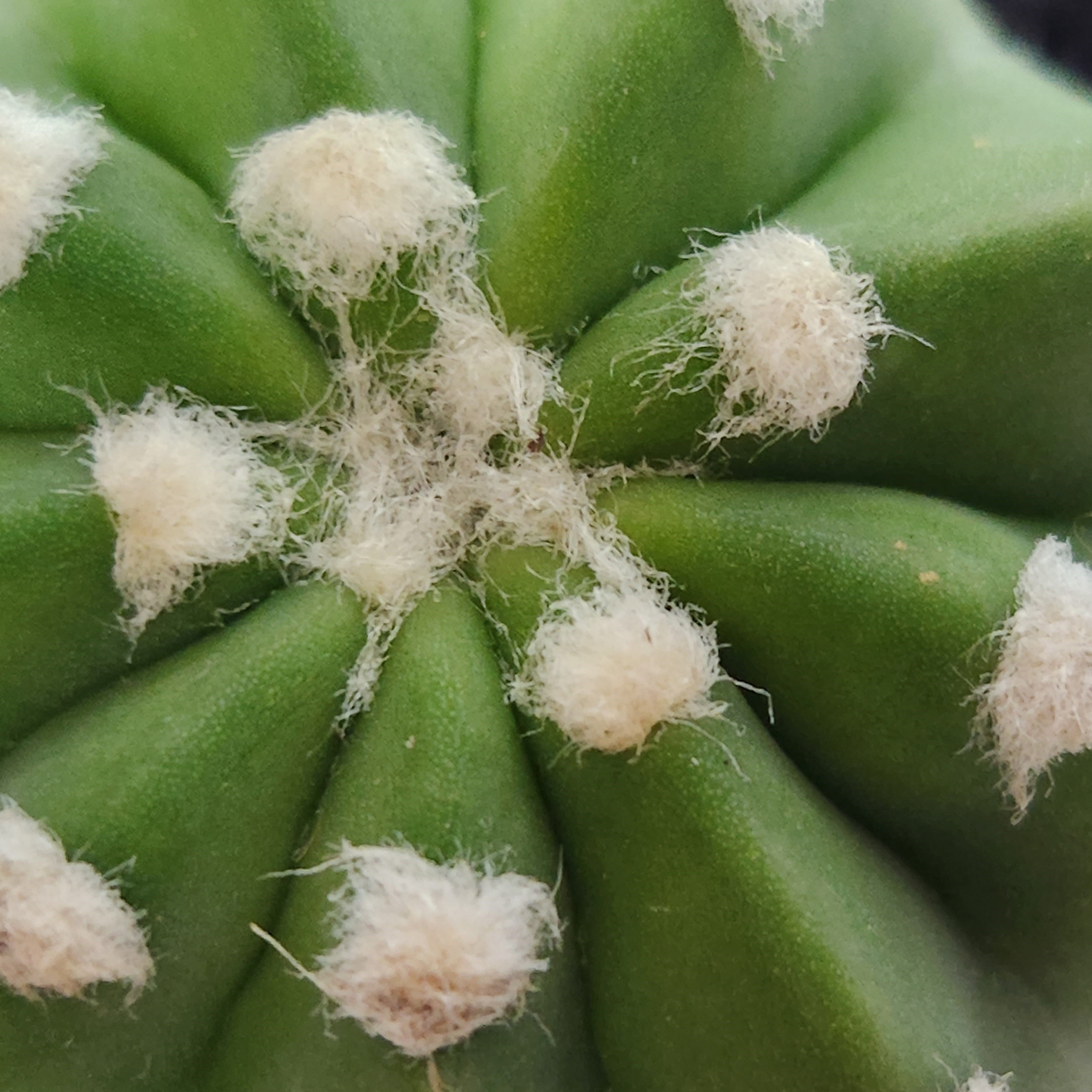 ECHINOPSIS SUBDENUDATA