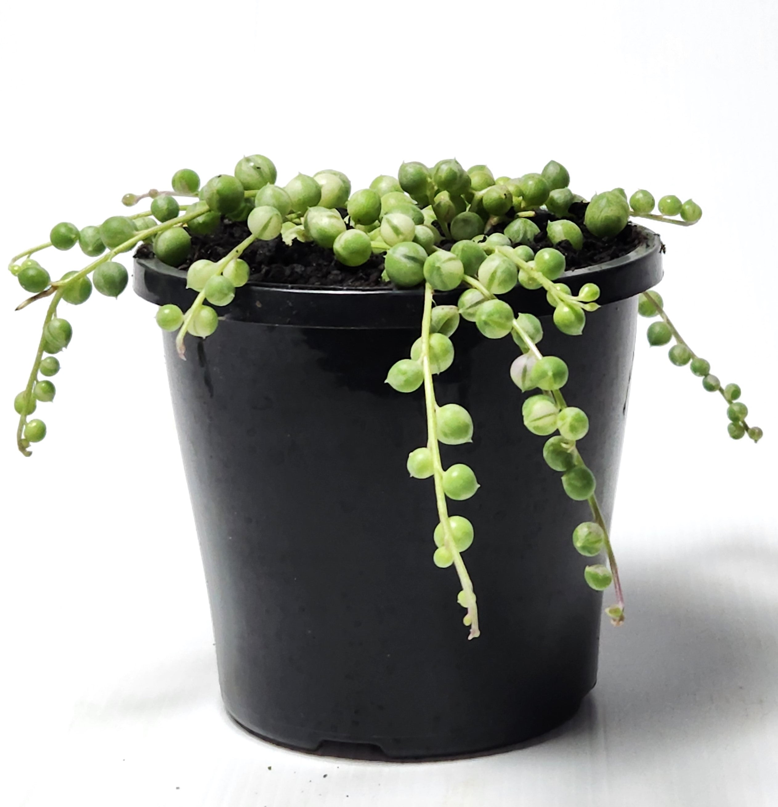 SENECIO ROWLEYANUS VARIEGATA "STRING OF PEARLS"
