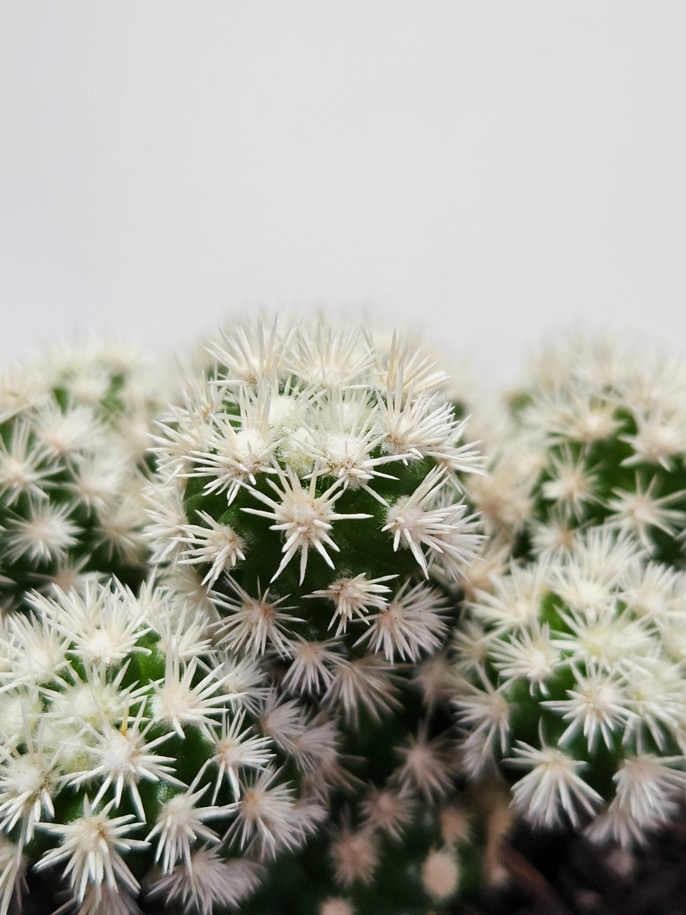 MAMMILLARIA GRACILIS ARIZONIA SNOWCAP