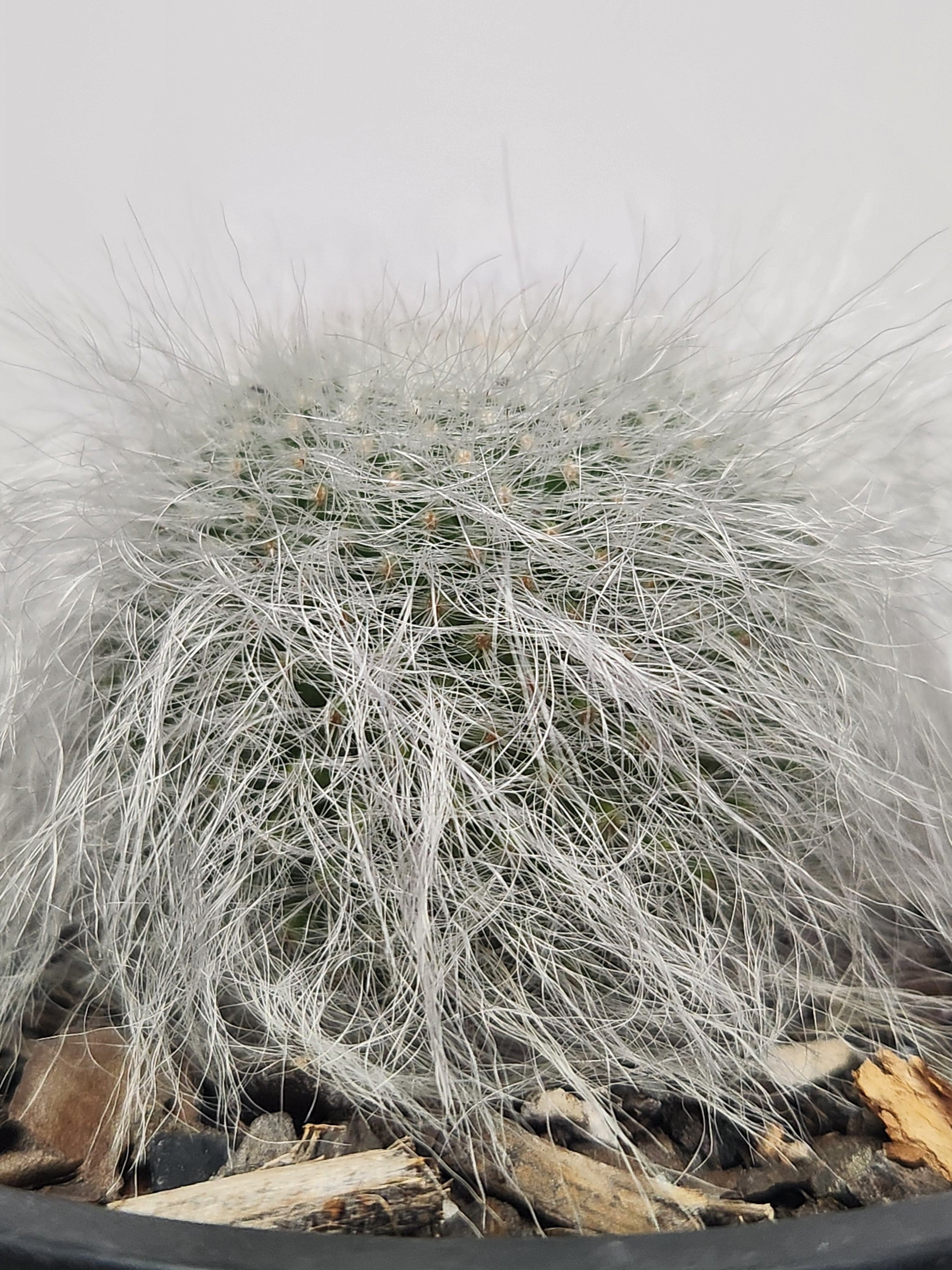 MAMMILLARIA HAHNIANA SUBSP. HAHNIANA