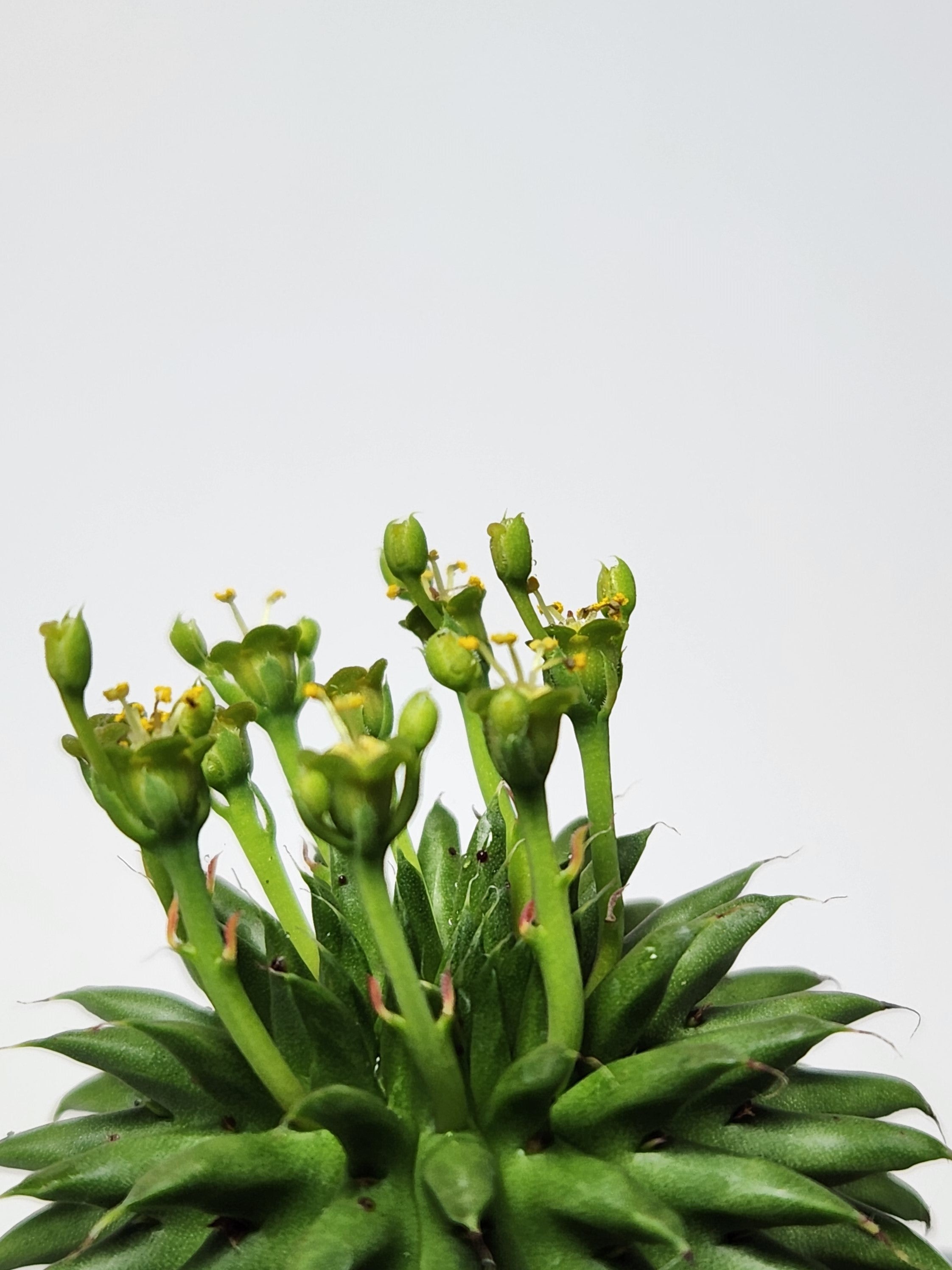 EUPHORBIA SUSANNAE