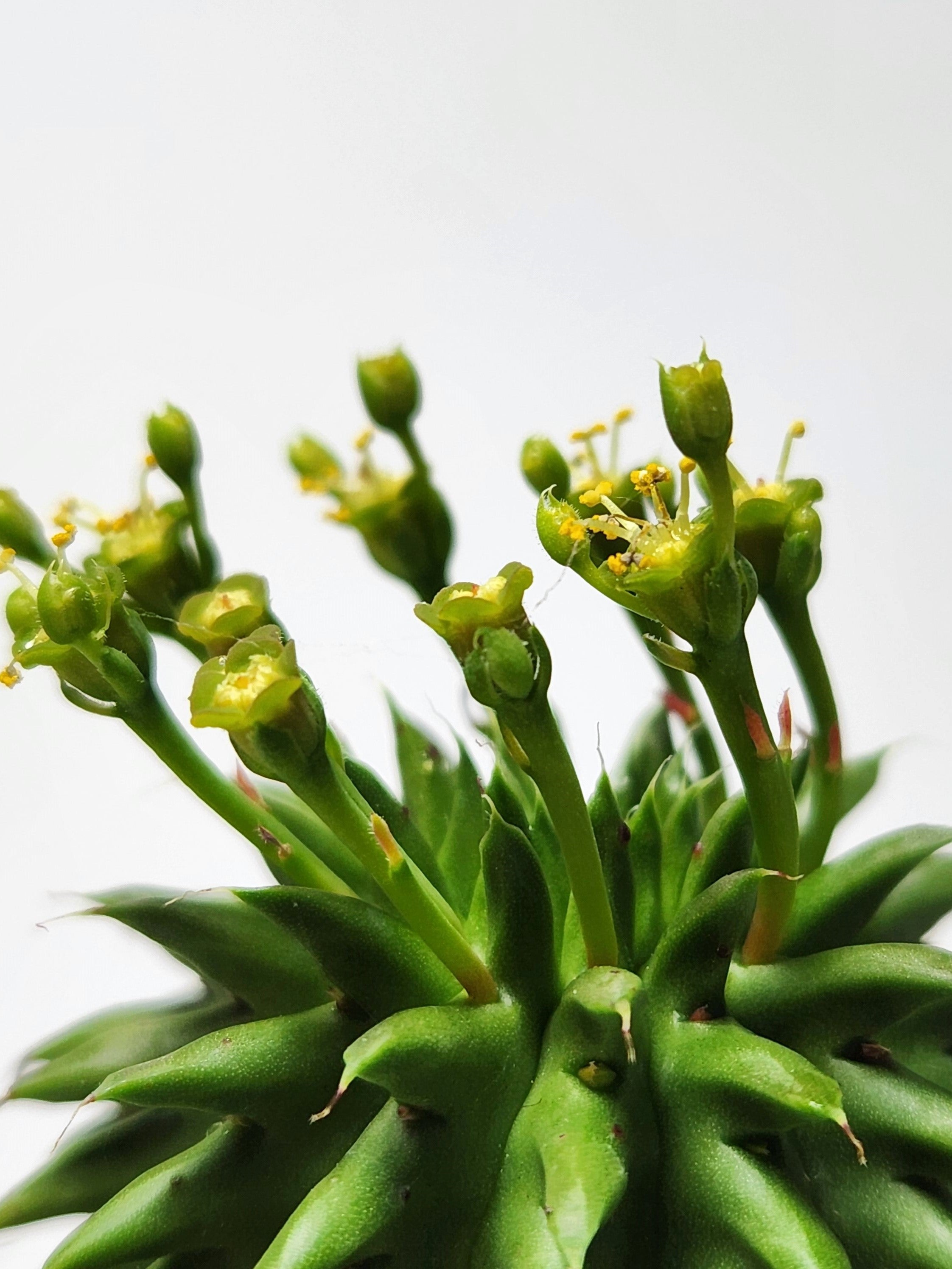 EUPHORBIA SUSANNAE