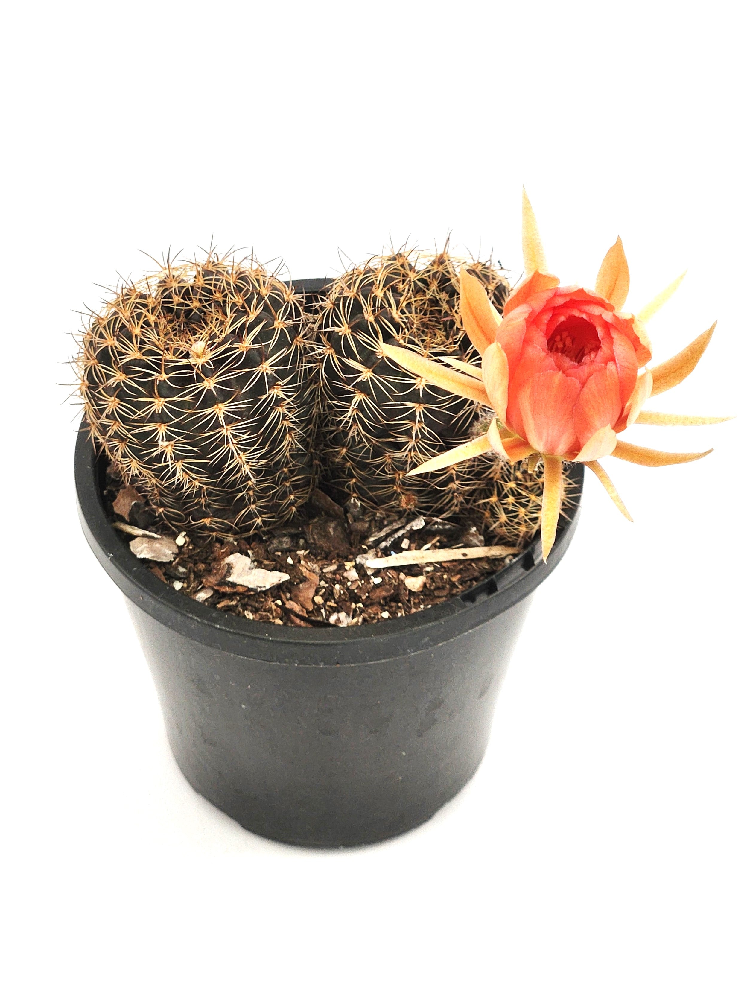 ECHINOPSIS ANCISTROPHORA SUBS. ARACHNACANTHA