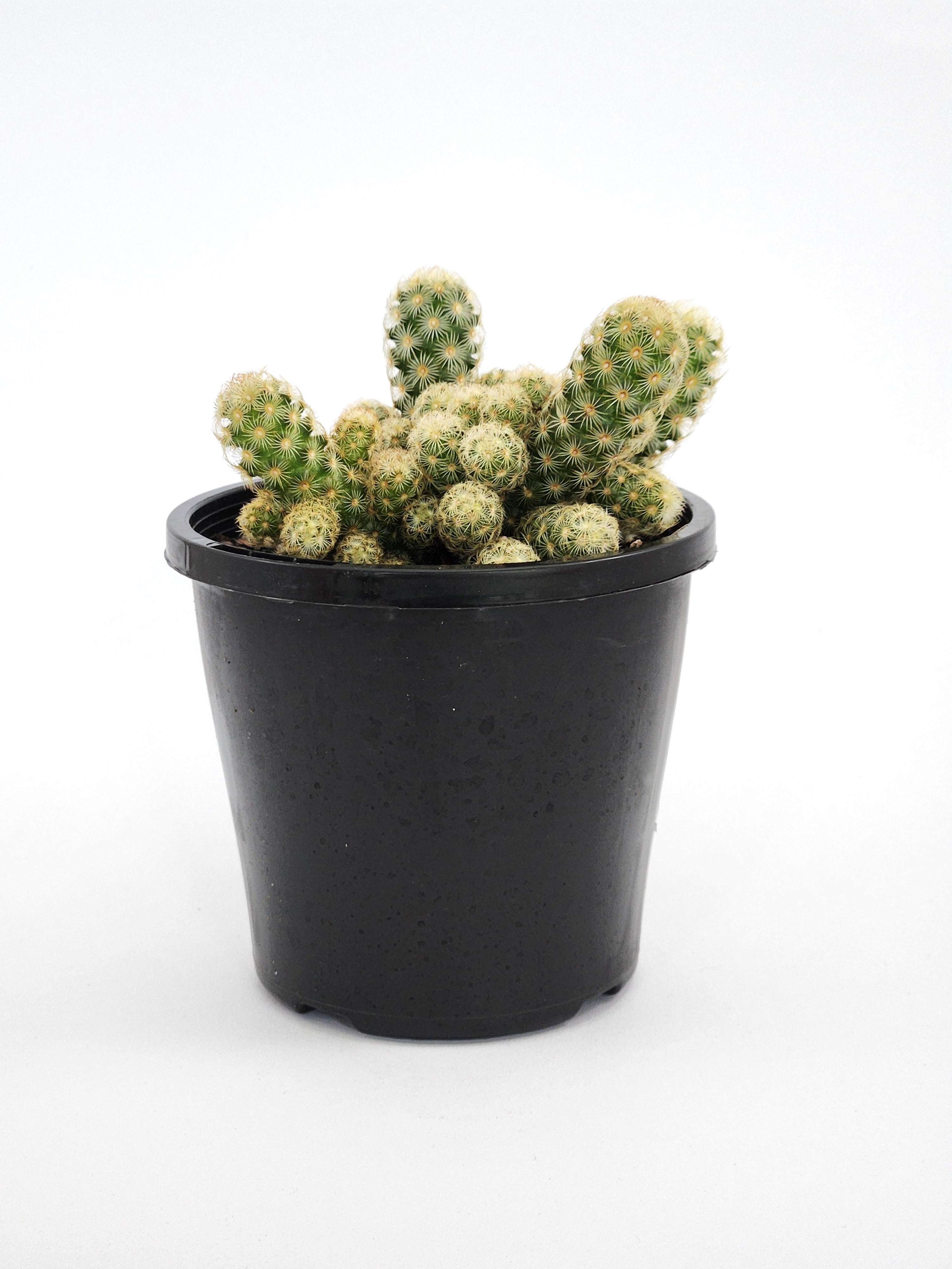 MAMMILLARIA ELONGATA "LEMON"