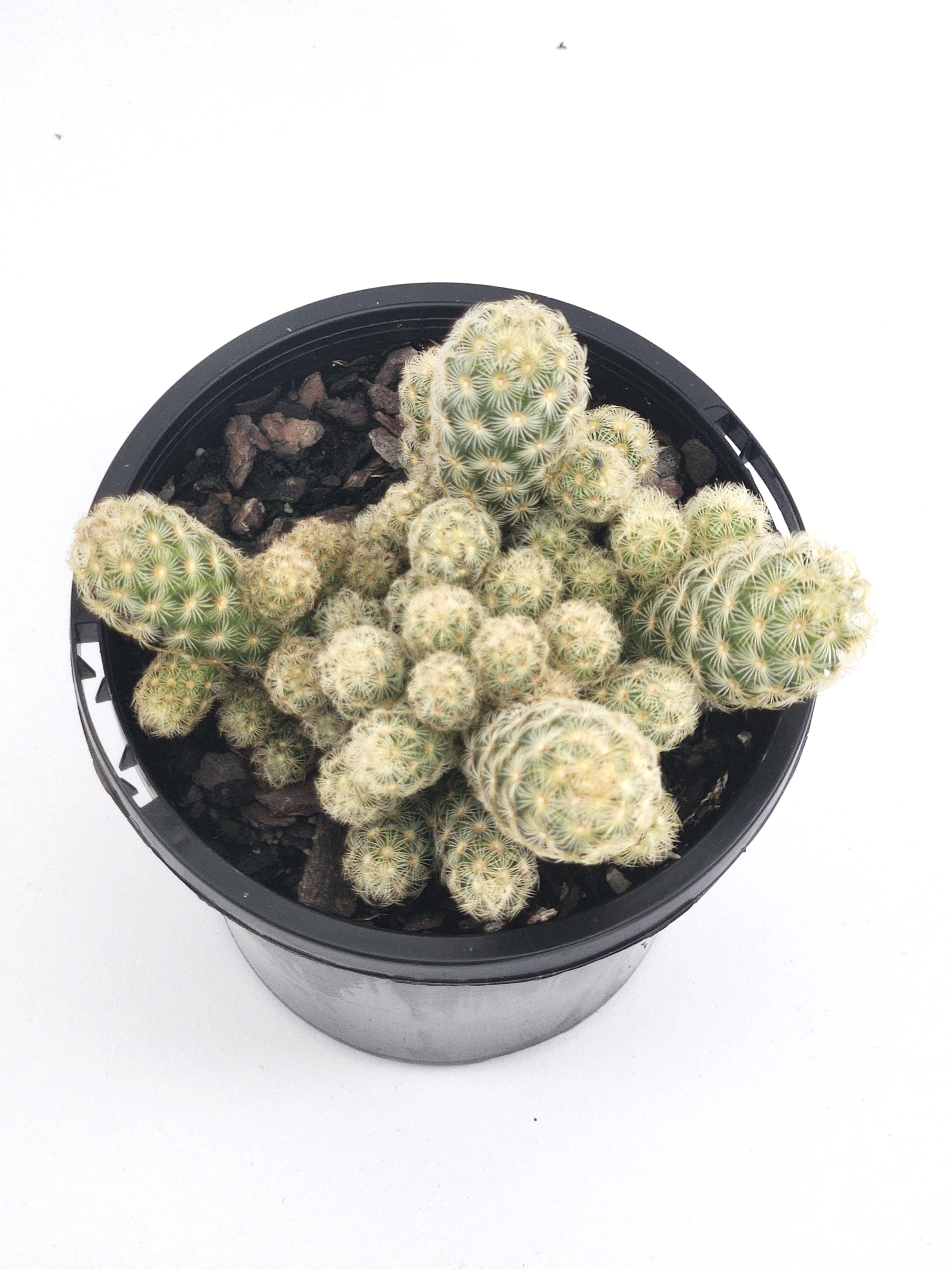 MAMMILLARIA ELONGATA "LEMON"