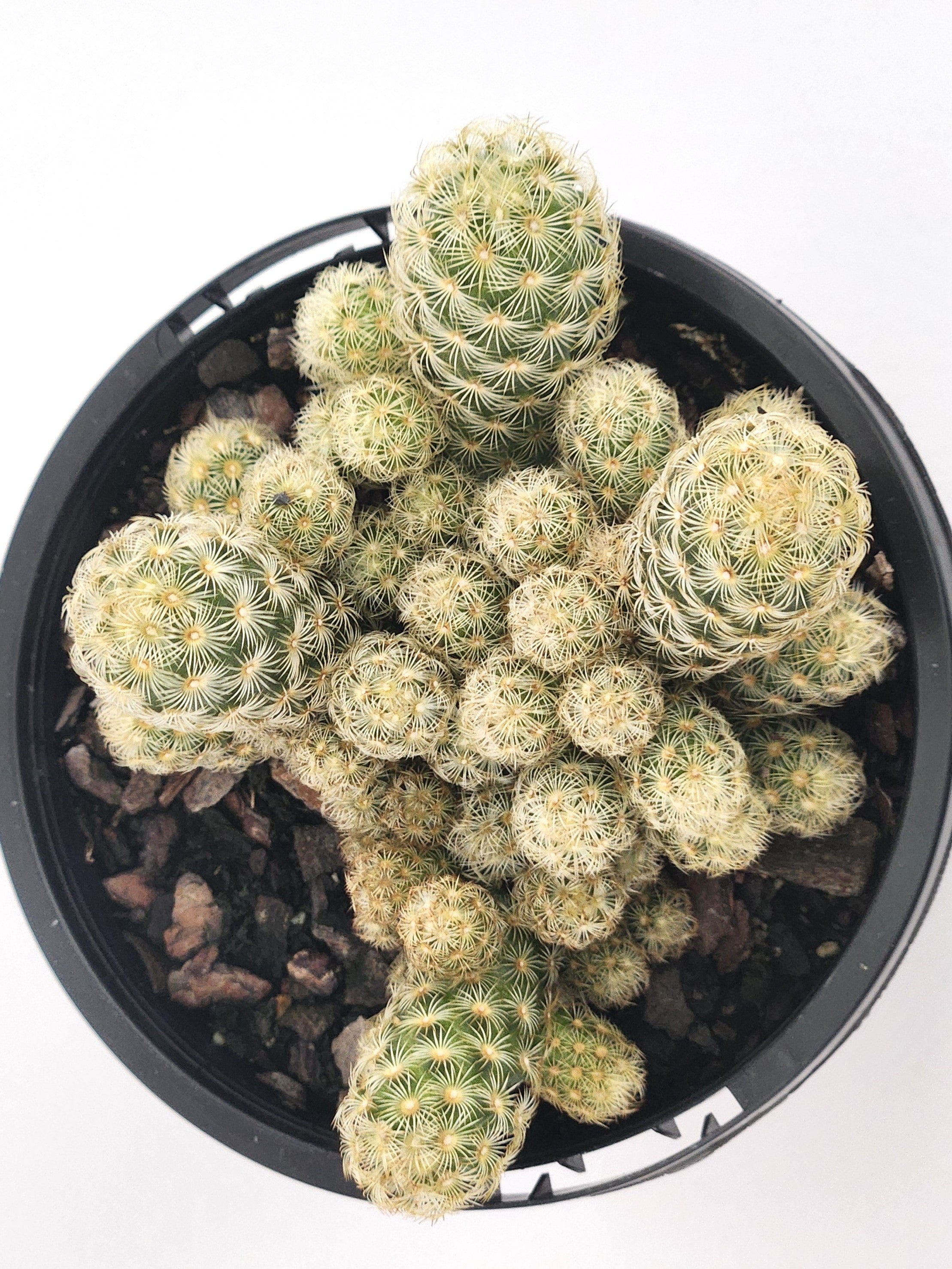 MAMMILLARIA ELONGATA "LEMON"