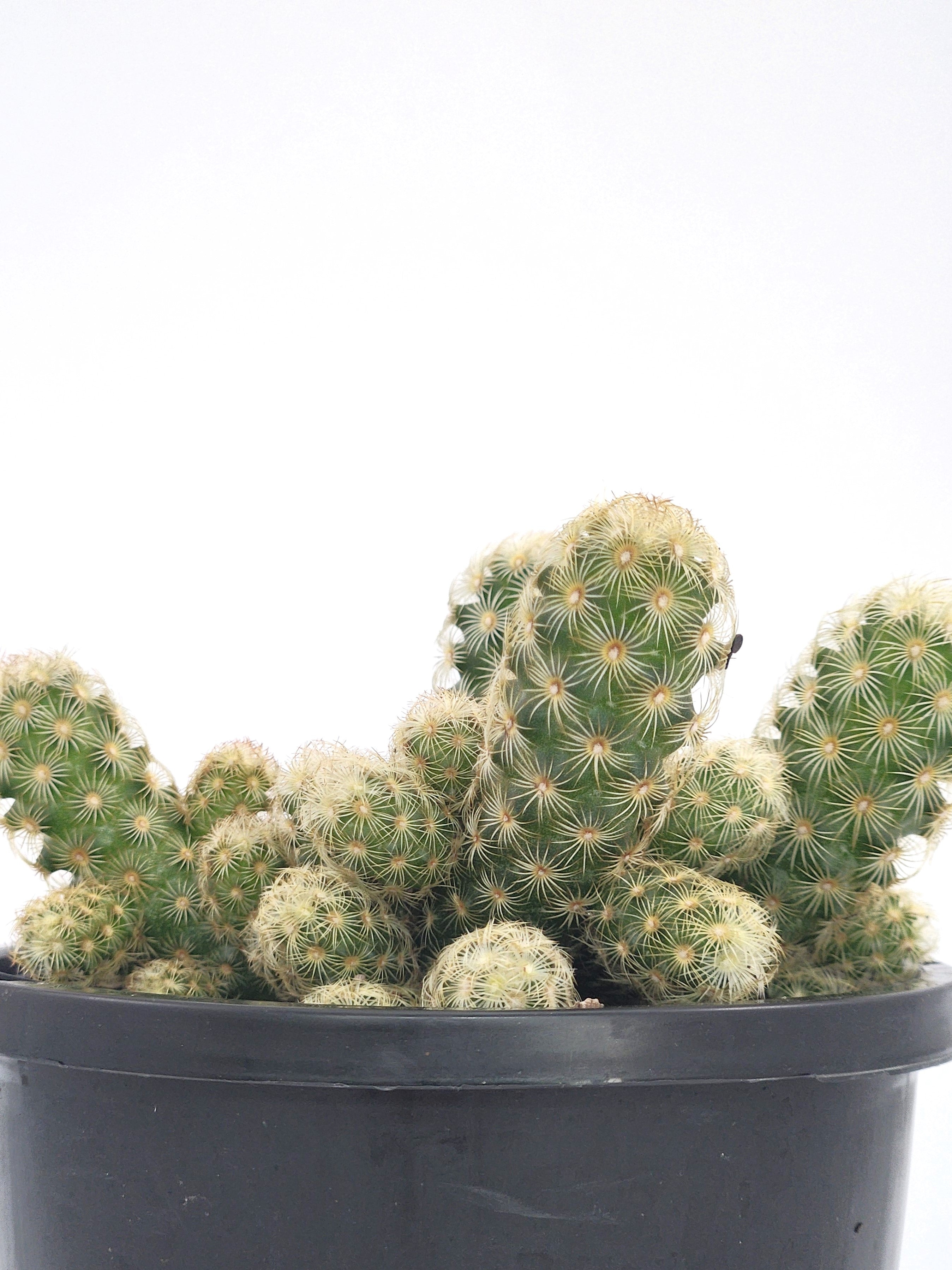 MAMMILLARIA ELONGATA "LEMON"