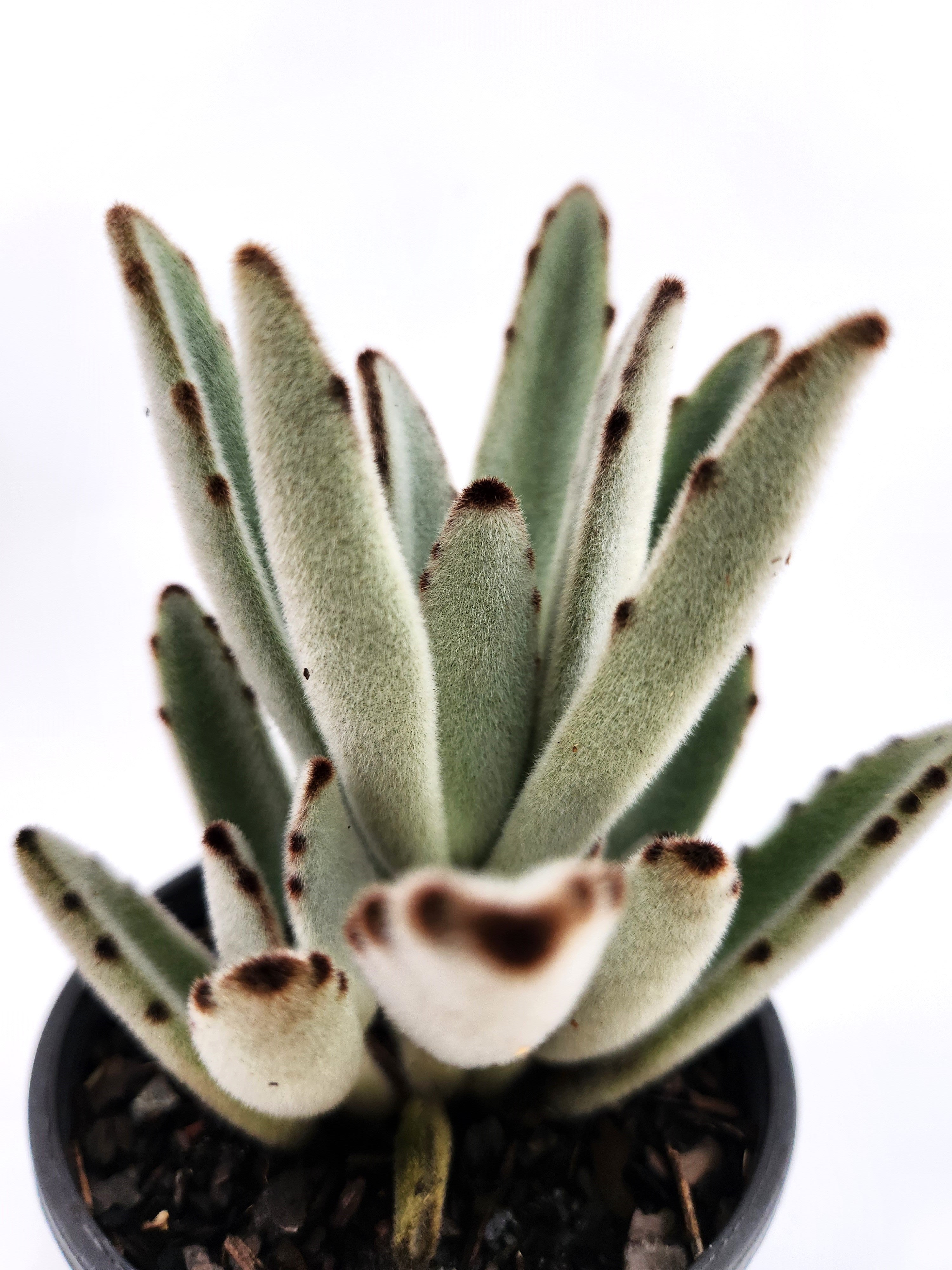 KALANCHOE TOMENTOSA