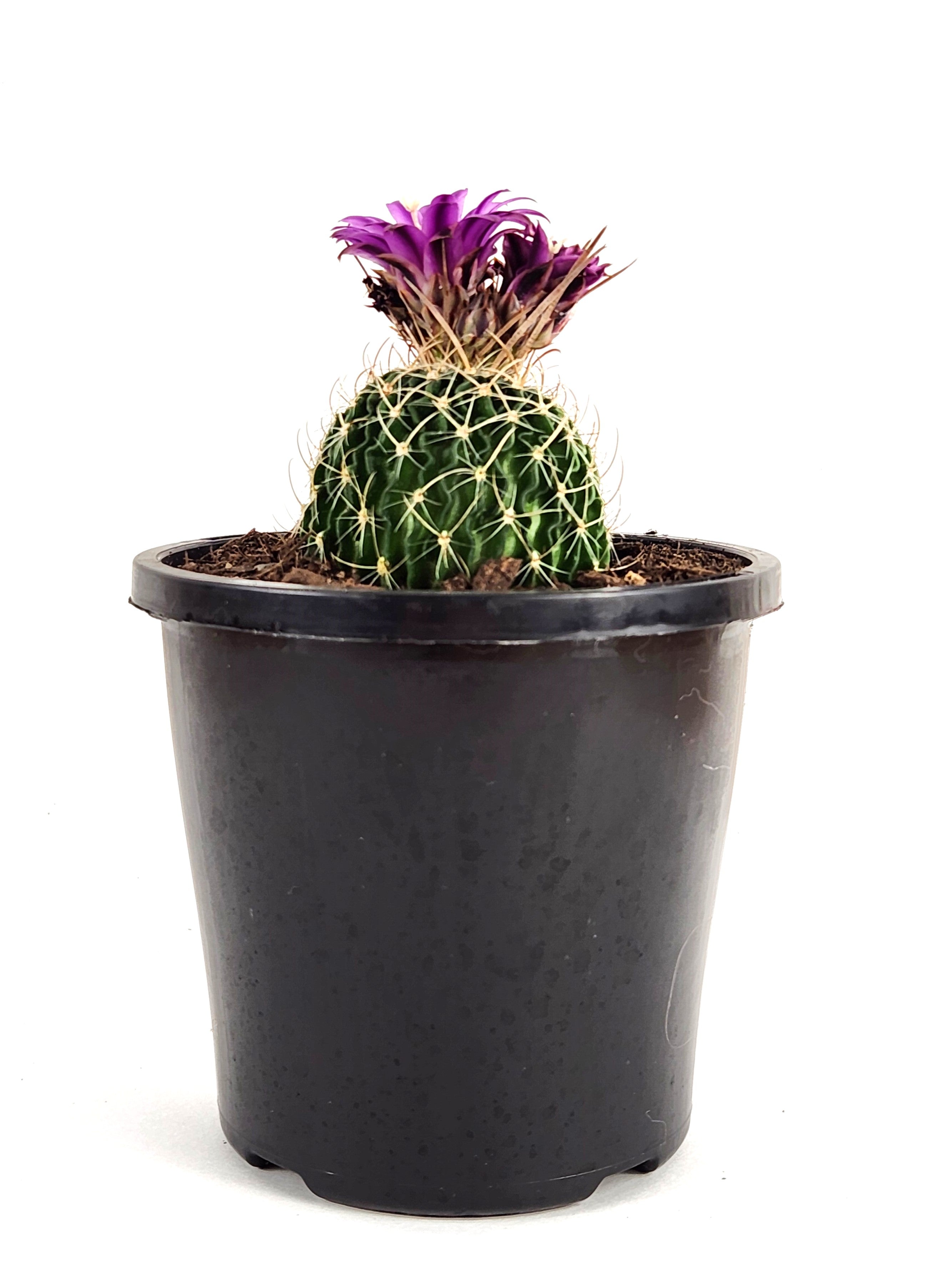 STENOCACTUS MULTICOSTATUS