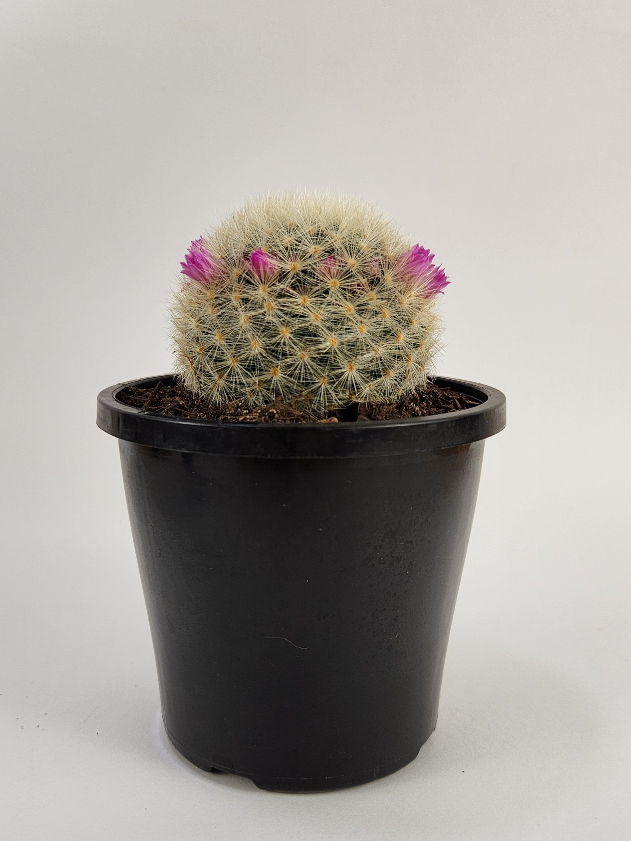 MAMMILLARIA LAUI SUBS. SUBDUCTA