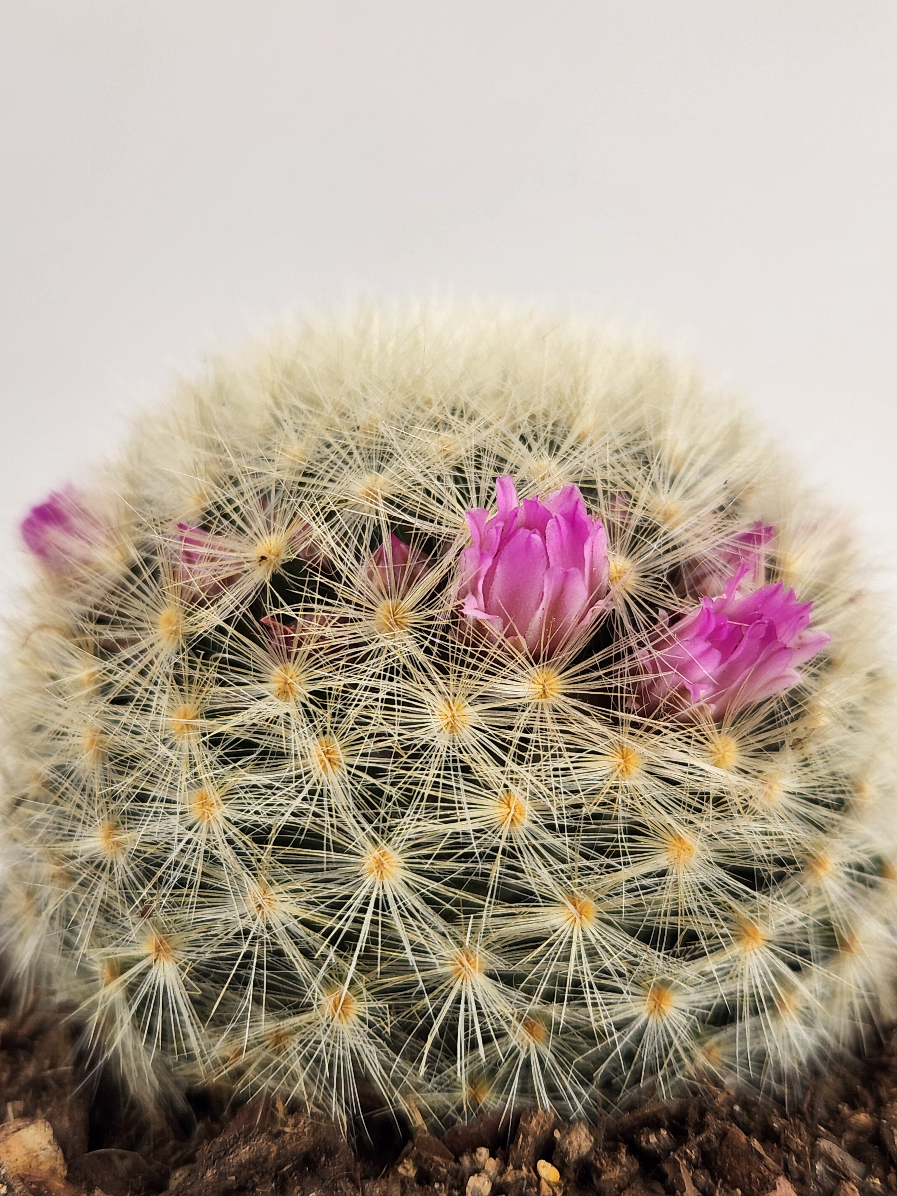 MAMMILLARIA LAUI SUBS. SUBDUCTA