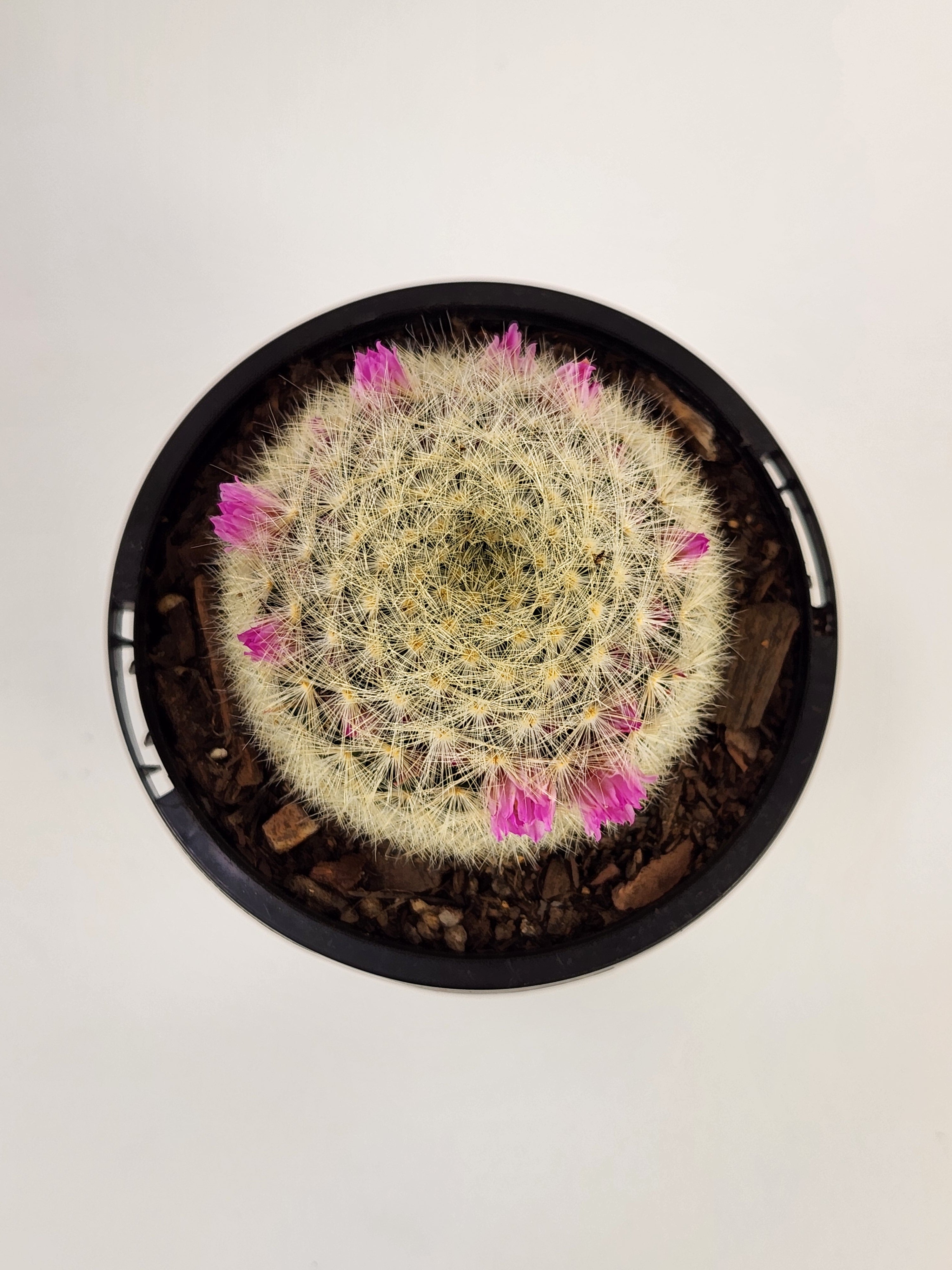 MAMMILLARIA LAUI SUBS. SUBDUCTA