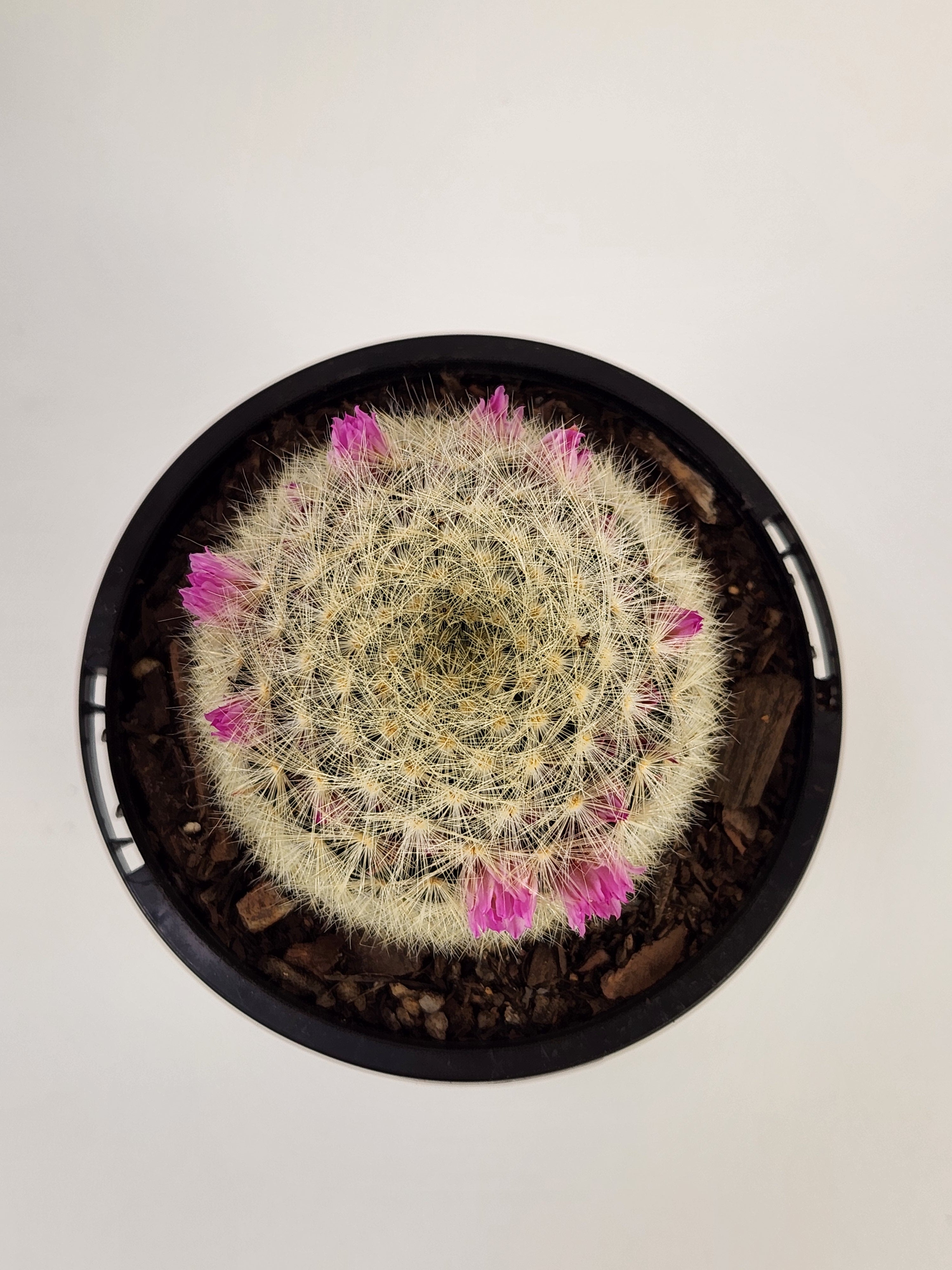 MAMMILLARIA LAUI SUBS. SUBDUCTA