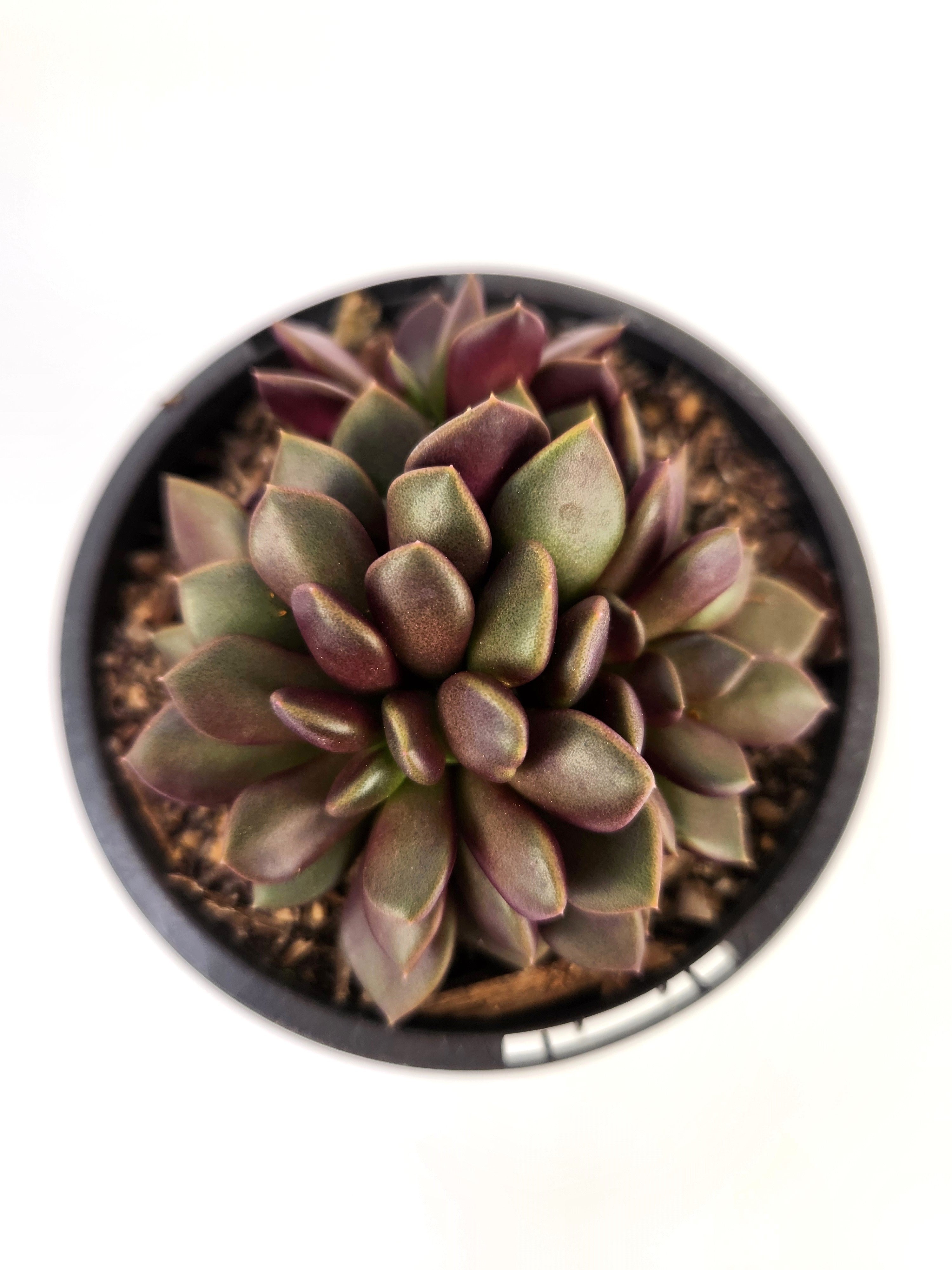 ANACAMPSEROS TELEPHIASTRUM