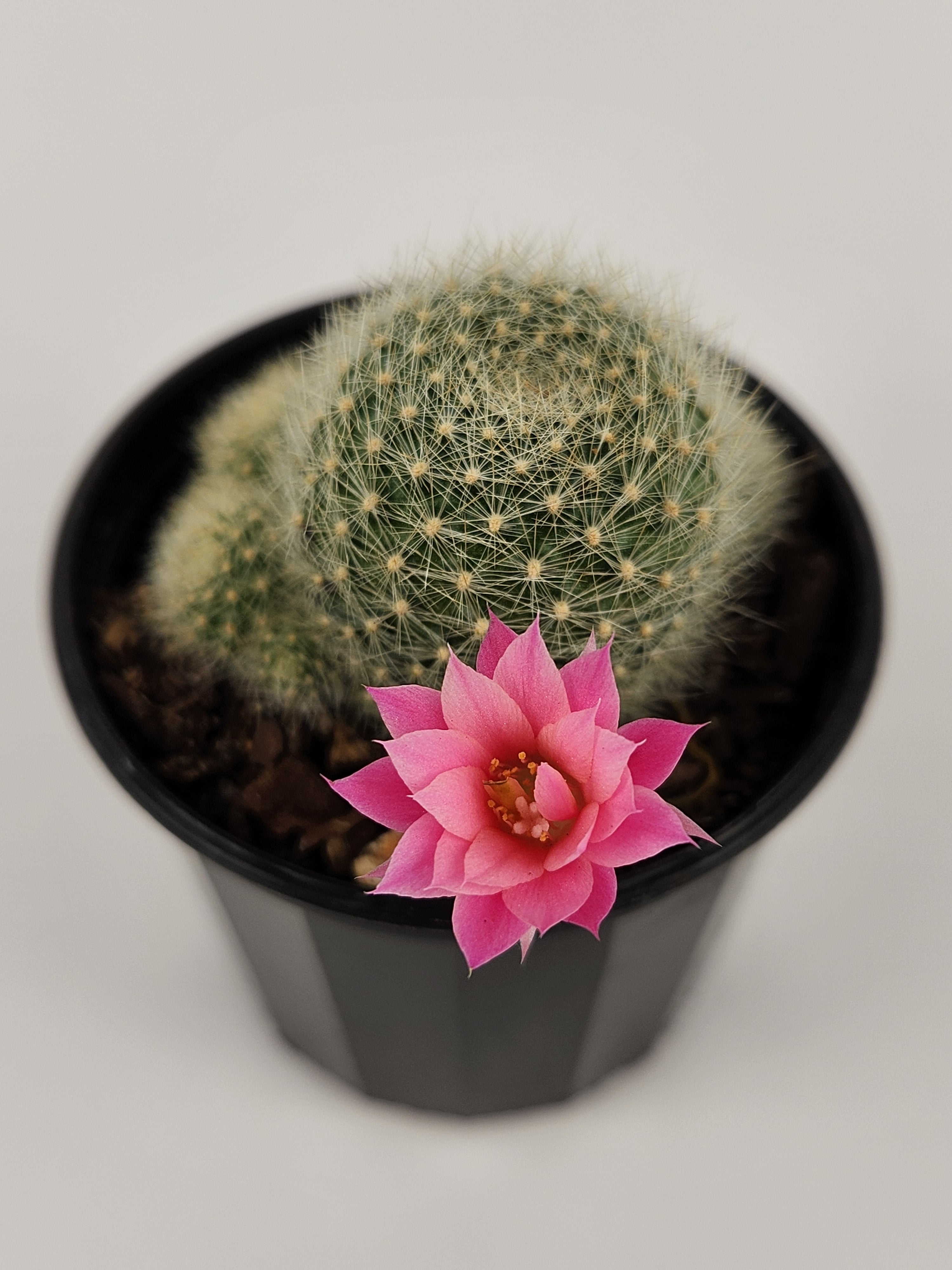 REBUTIA CV. PINK SENSATION