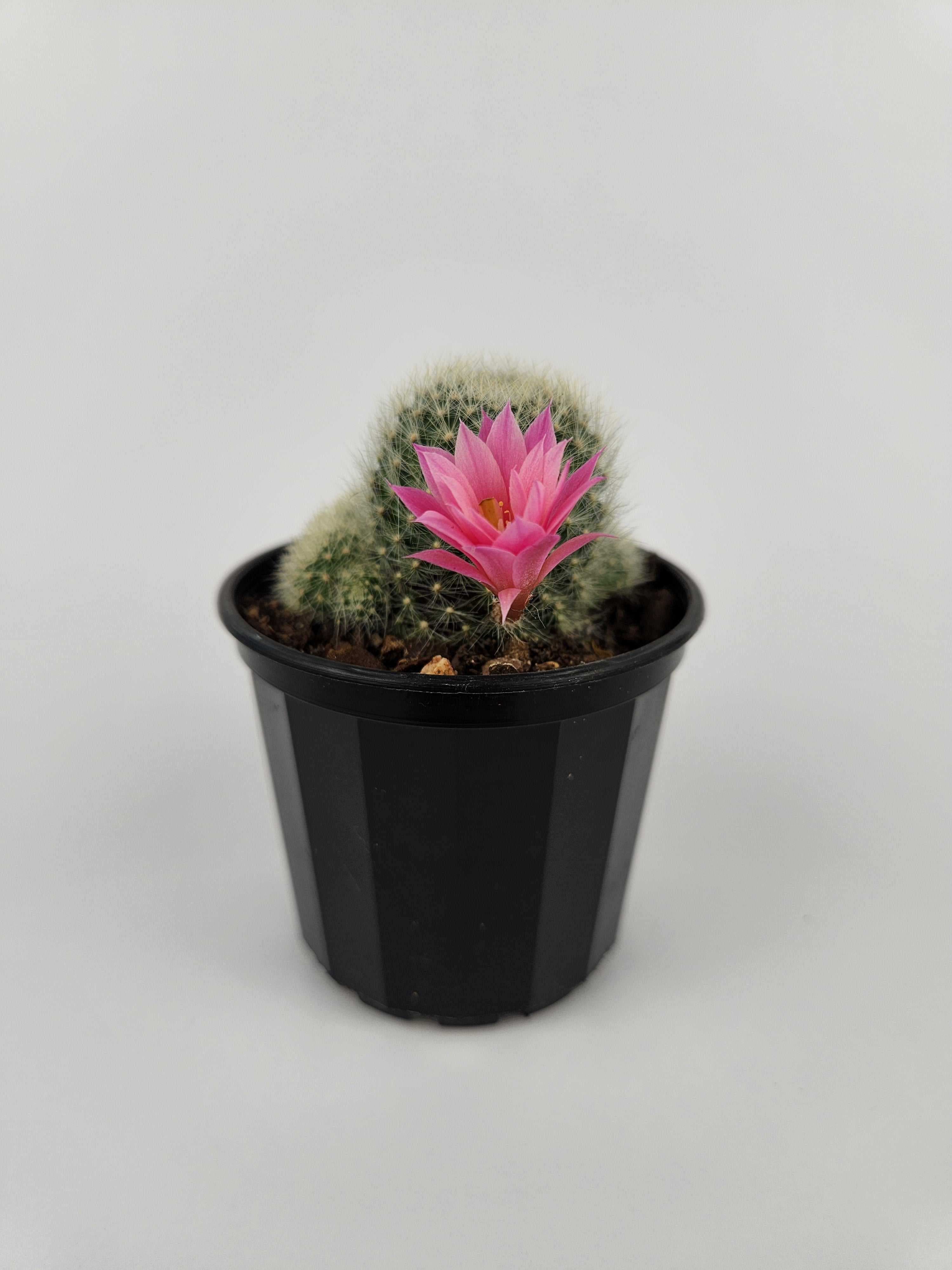 REBUTIA CV. PINK SENSATION
