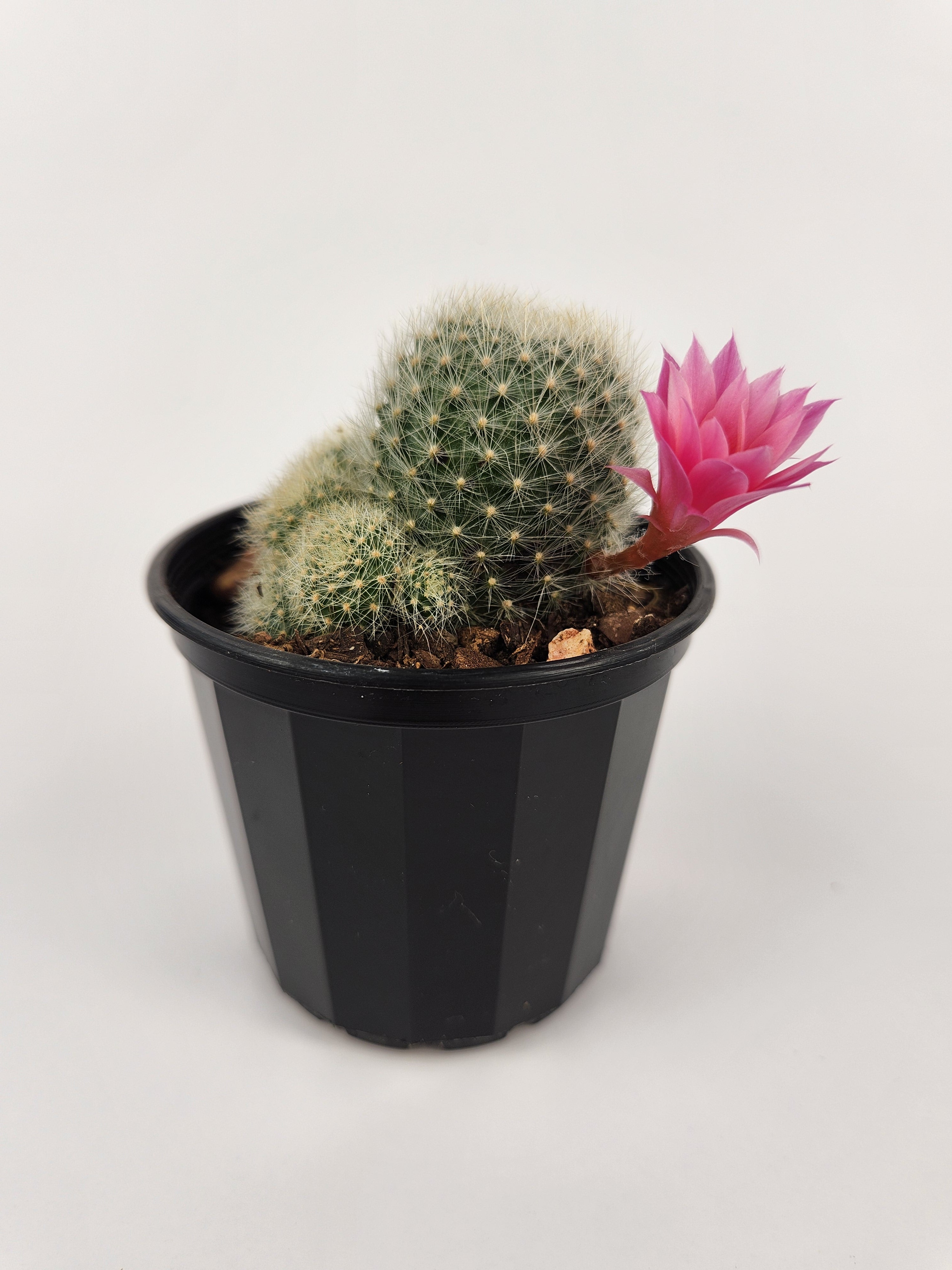 REBUTIA CV. PINK SENSATION