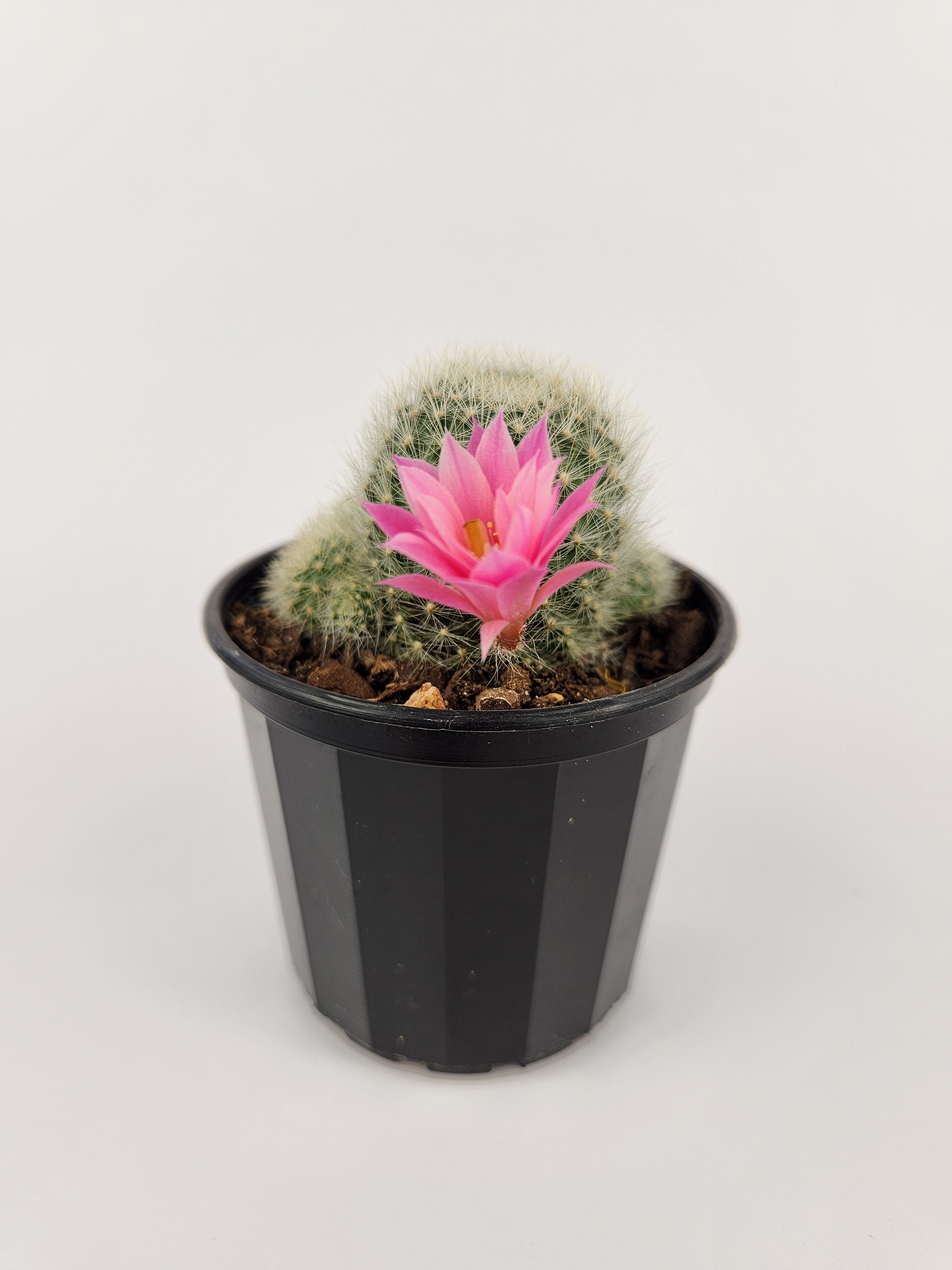 REBUTIA CV. PINK SENSATION