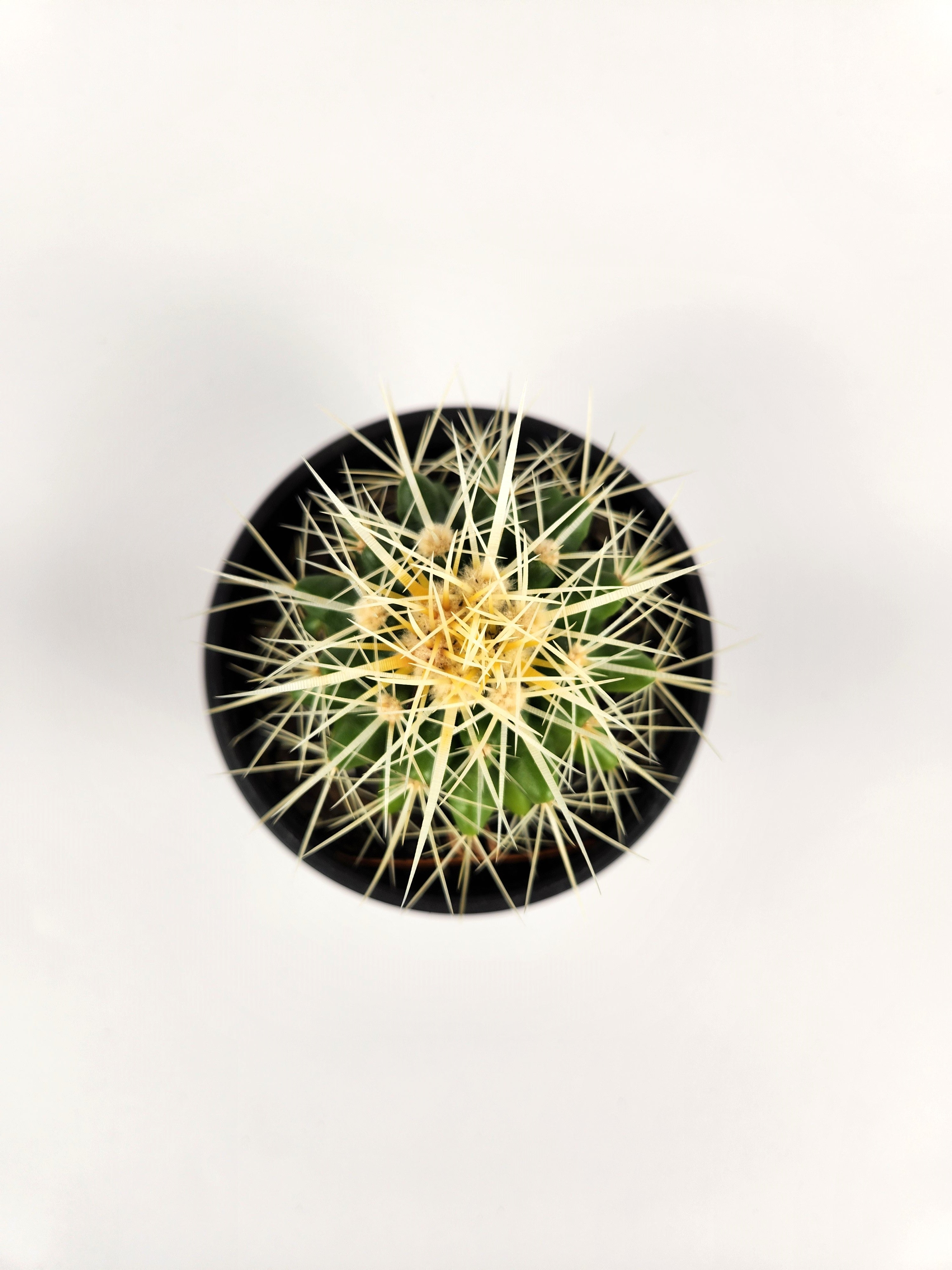 ECHINOCACTUS GRUSONII