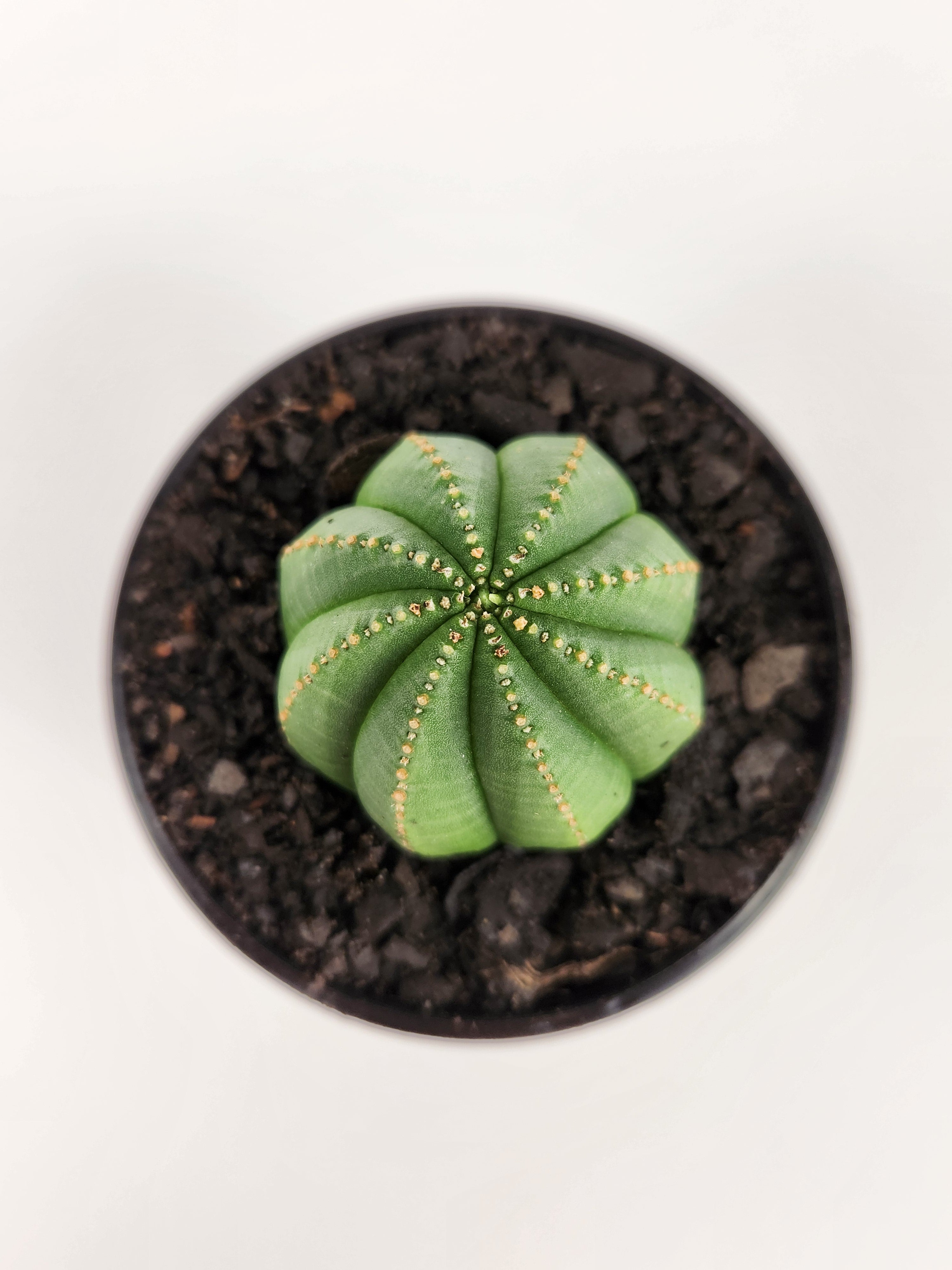 EUPHORBIA OBESA