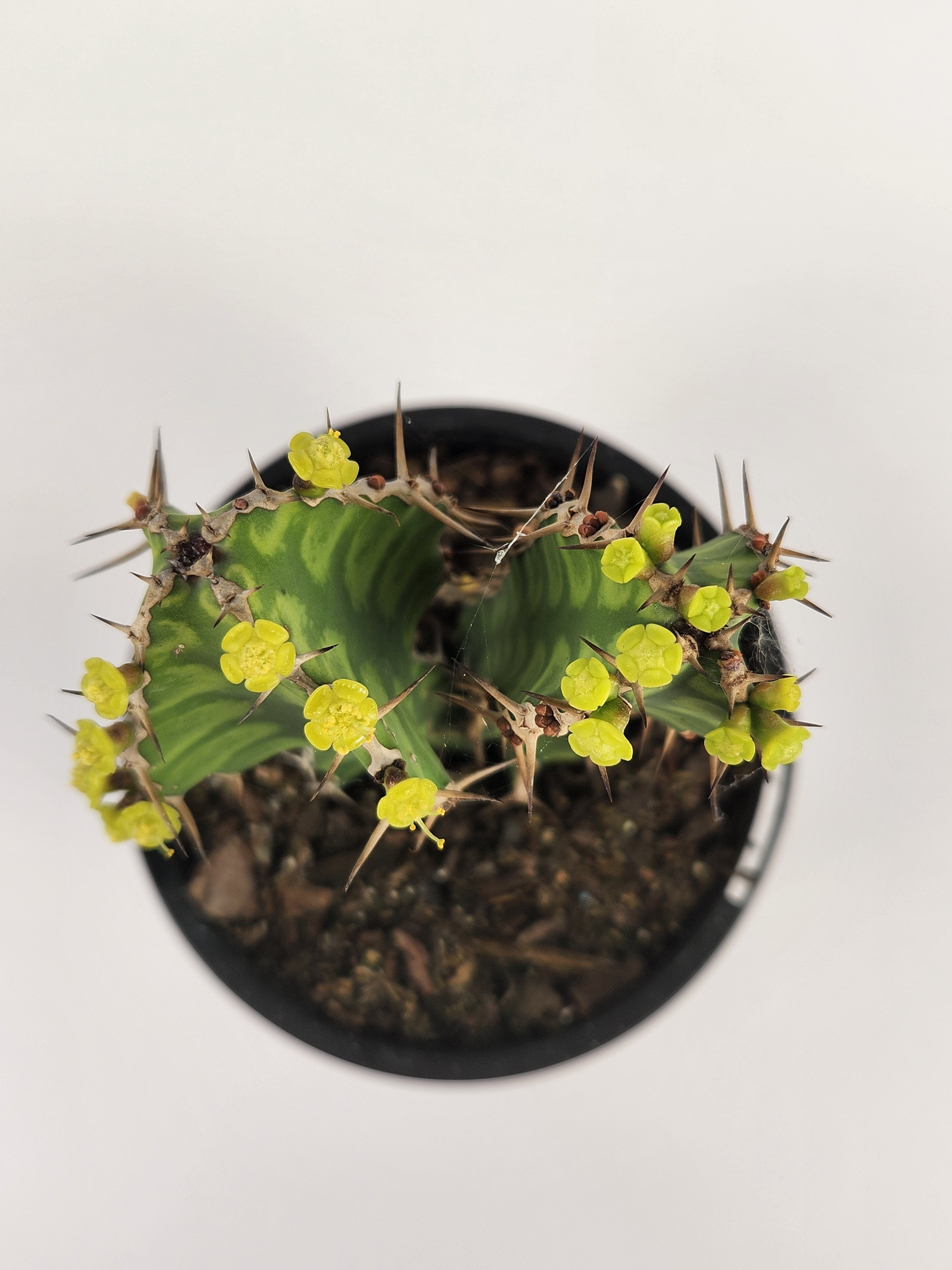 EUPHORBIA PSEUDOCACTUS "ZIG ZAG"