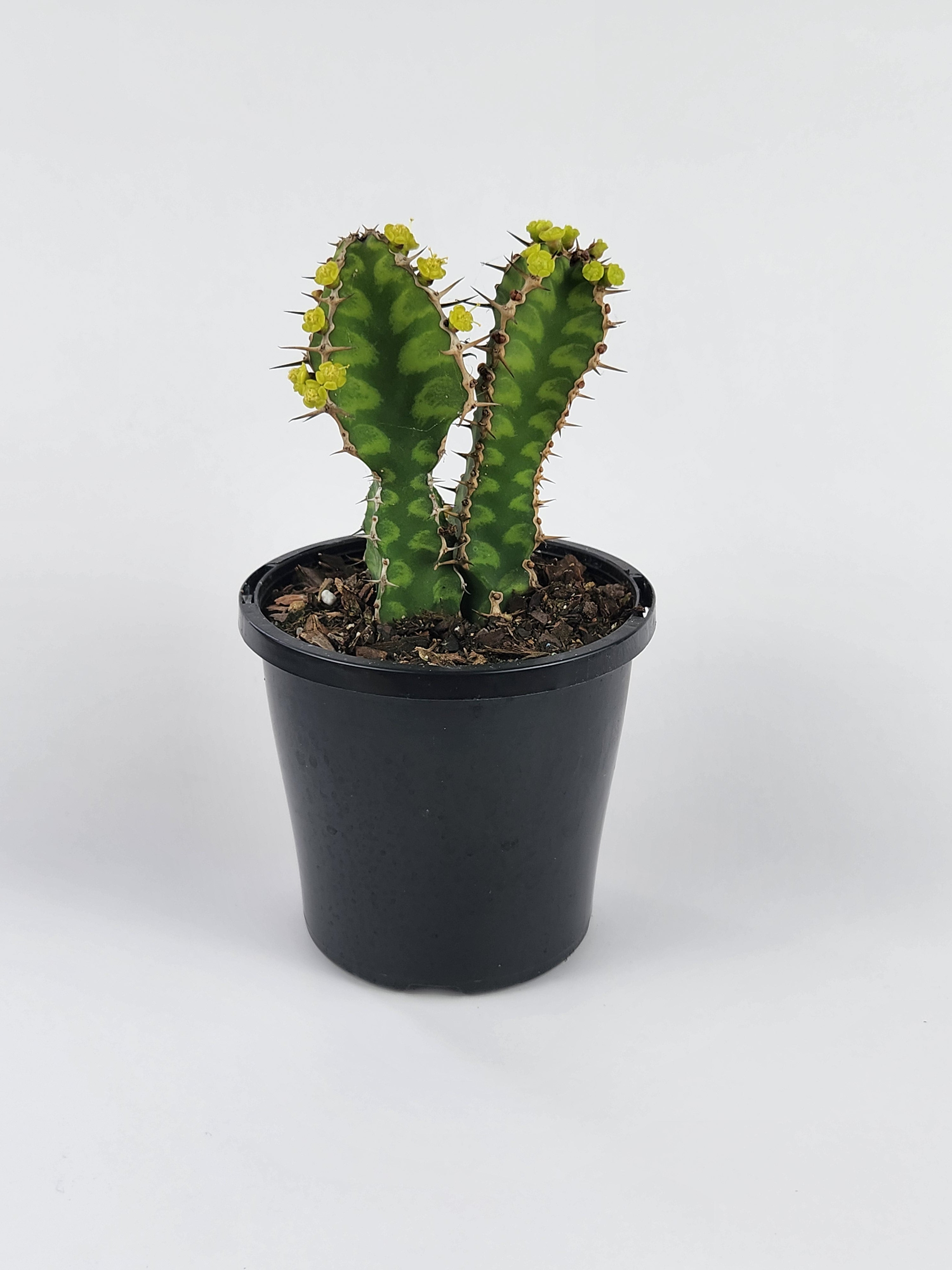 EUPHORBIA PSEUDOCACTUS "ZIG ZAG"