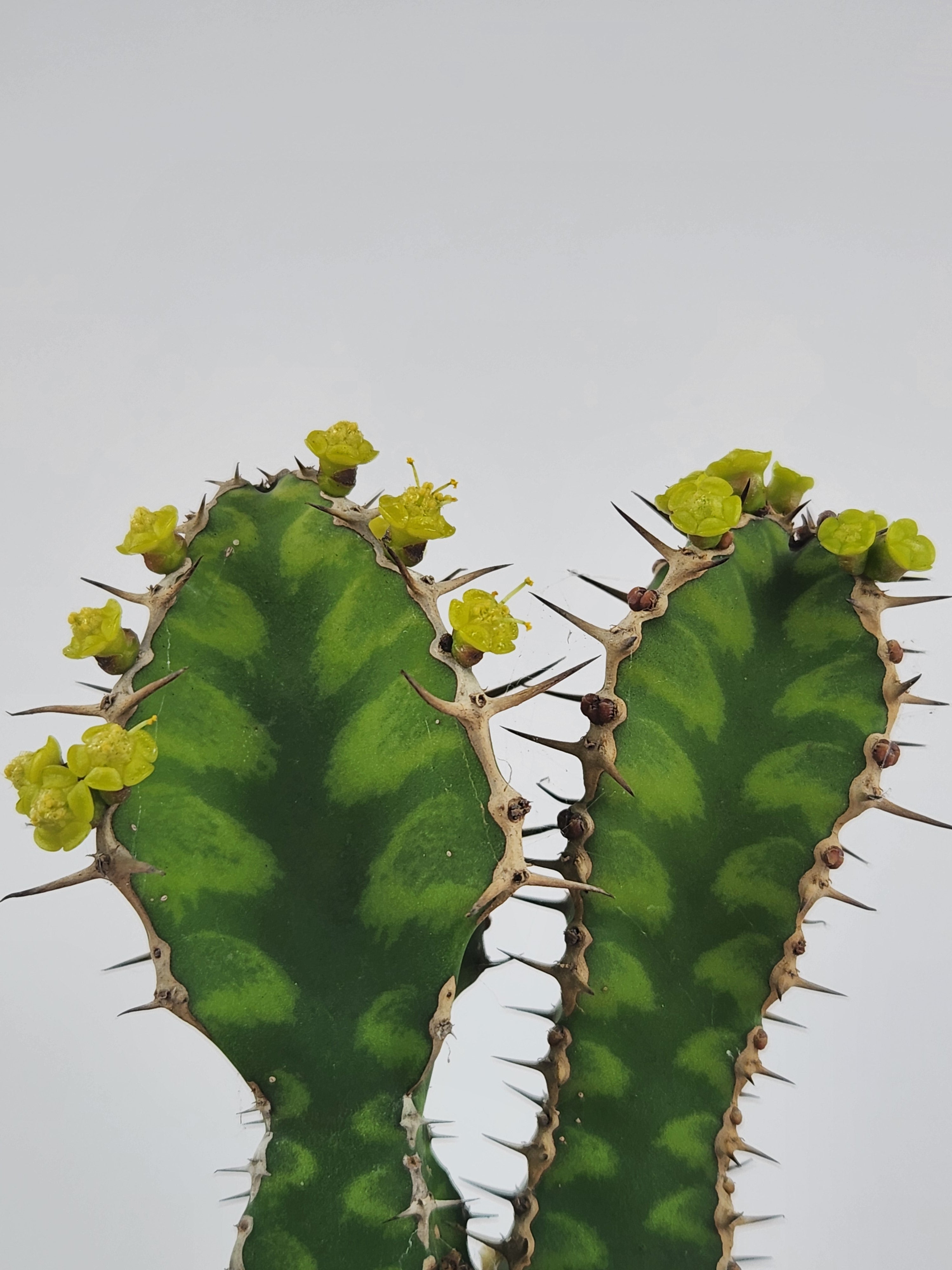 EUPHORBIA PSEUDOCACTUS "ZIG ZAG"