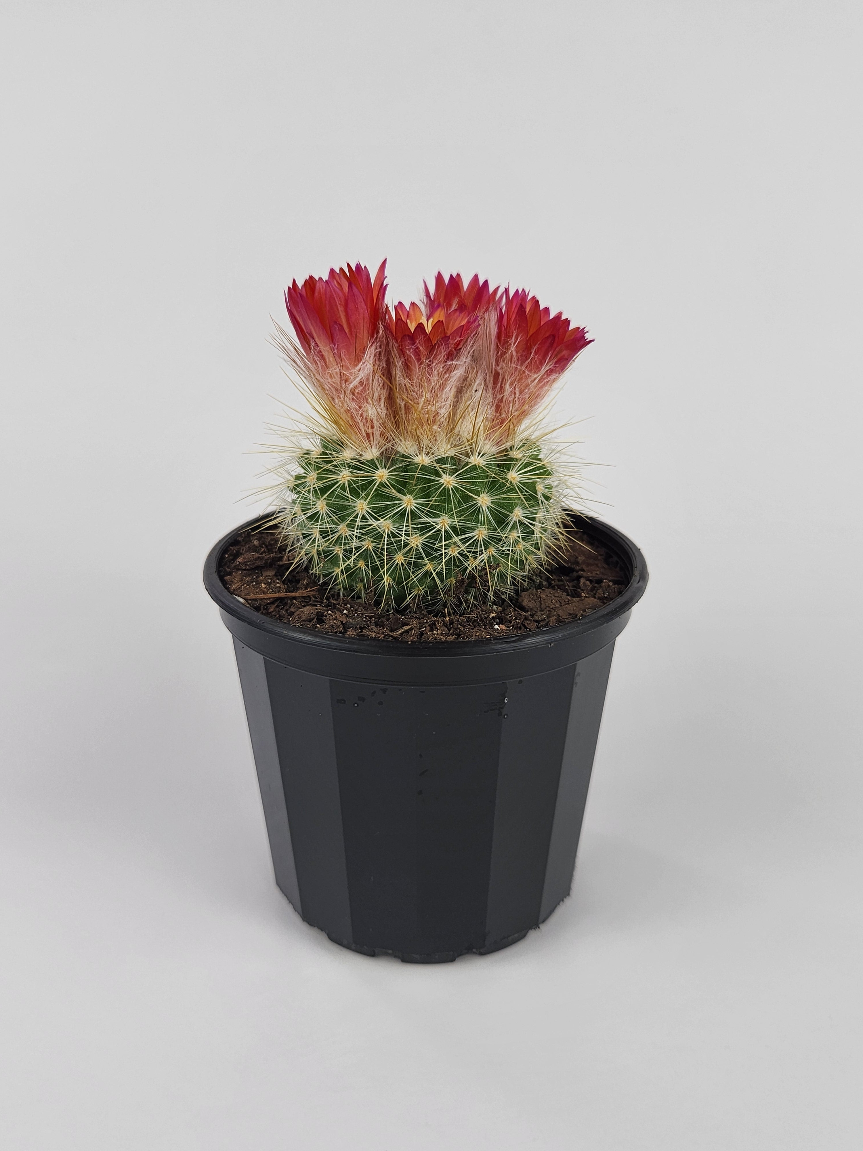 PARODIA PENICILLATA VAR. NIVOSA