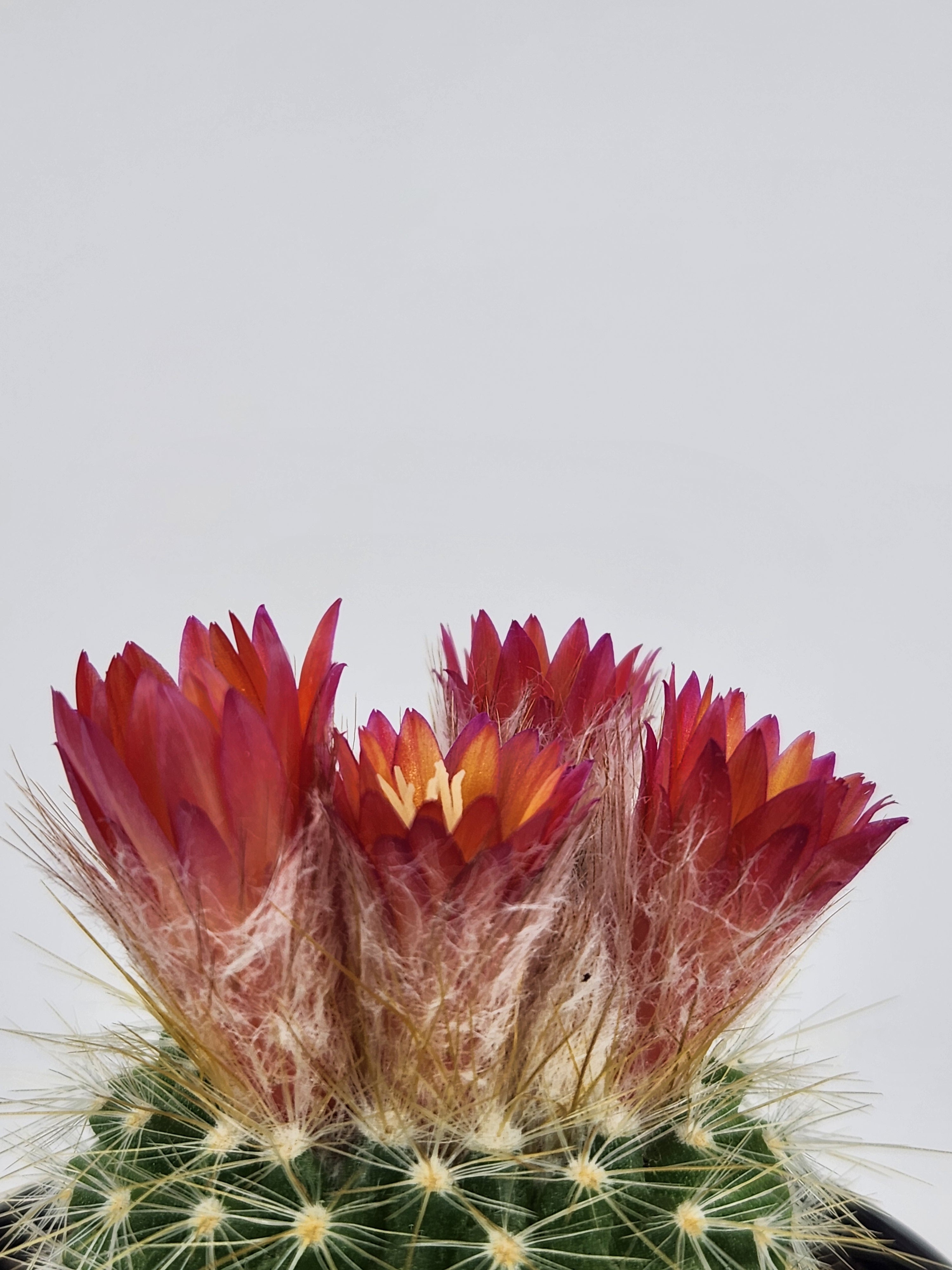 PARODIA PENICILLATA VAR. NIVOSA