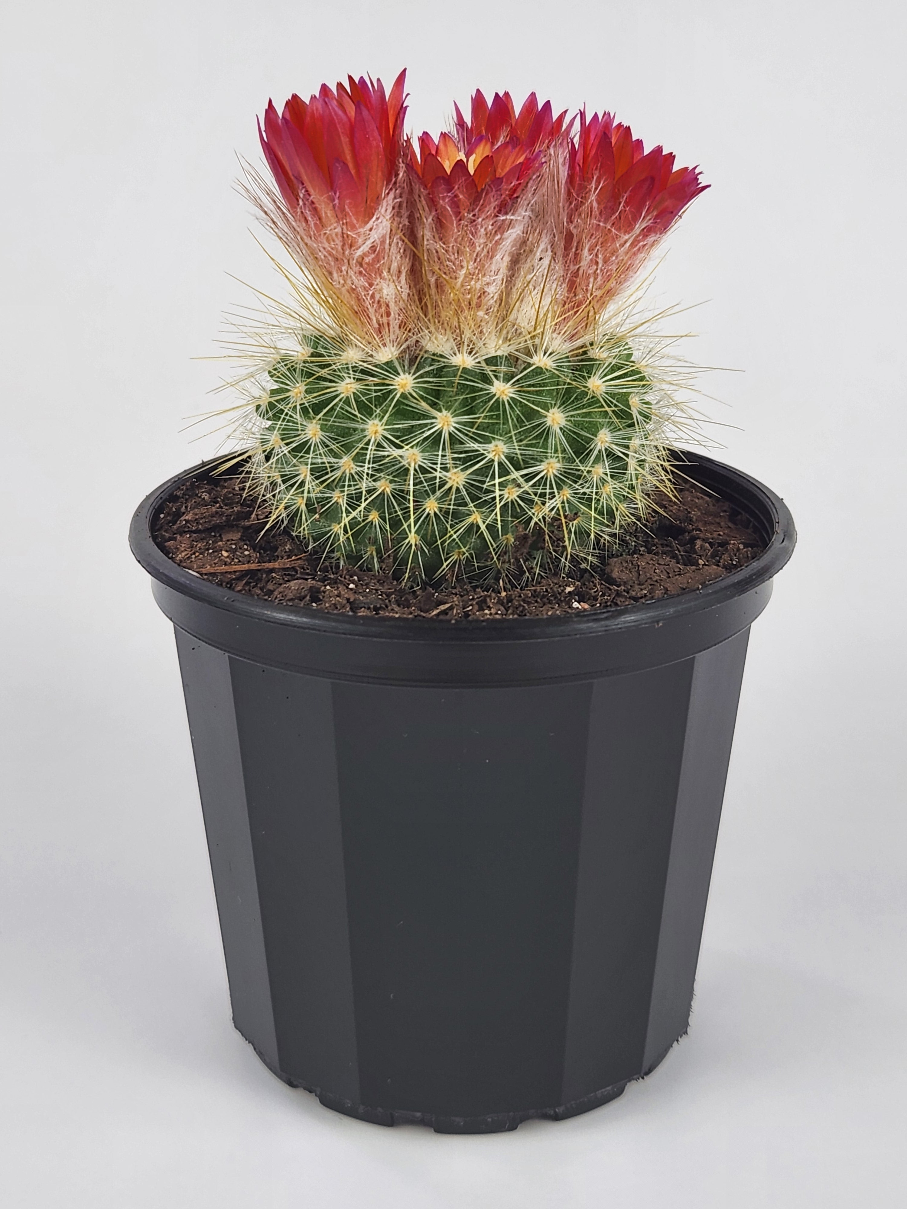 PARODIA PENICILLATA VAR. NIVOSA