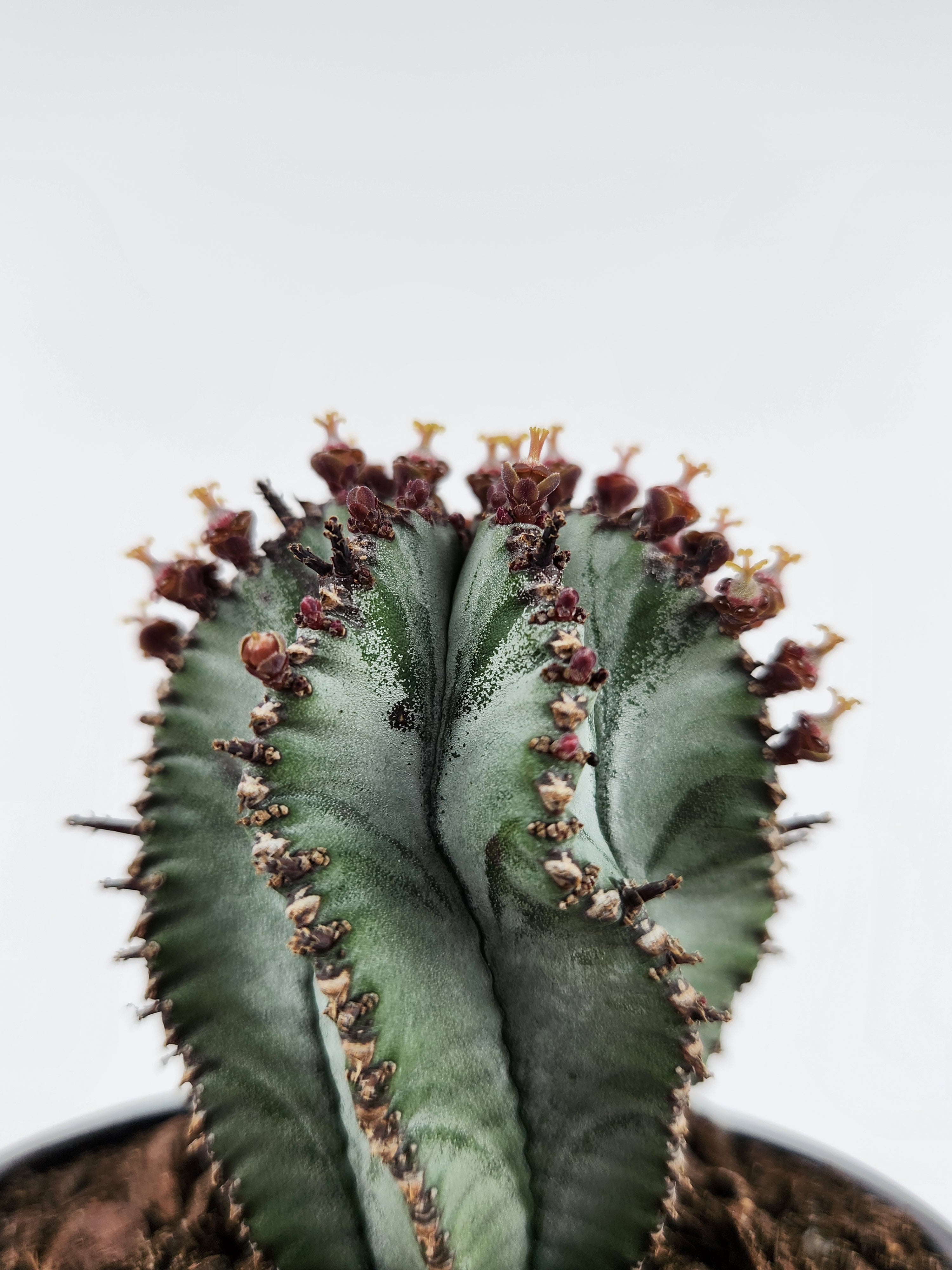 EUPHORBIA POLYGONA "SNOWFLAKE"